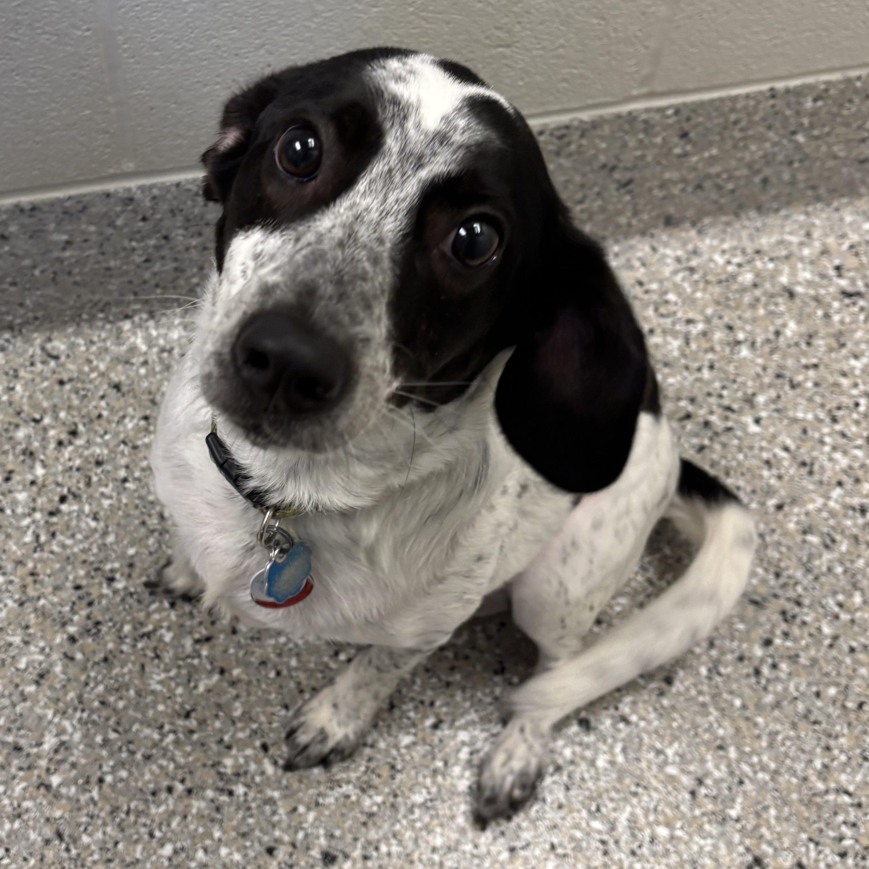 Enlarge Bandit, a Adoptable mixed breed in Liberty, MO image 3/5