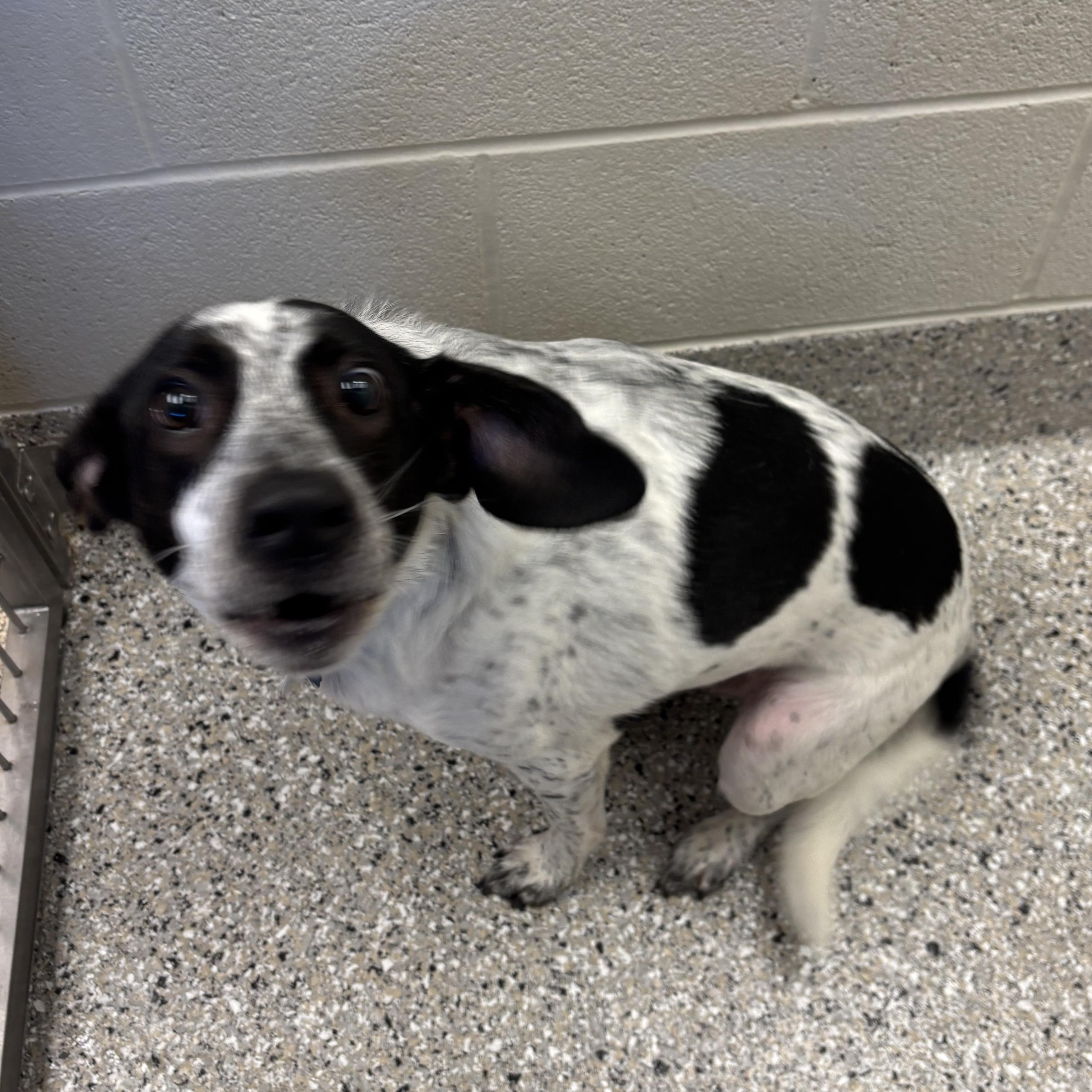 Enlarge Bandit, a Adoptable mixed breed in Liberty, MO image 4/5