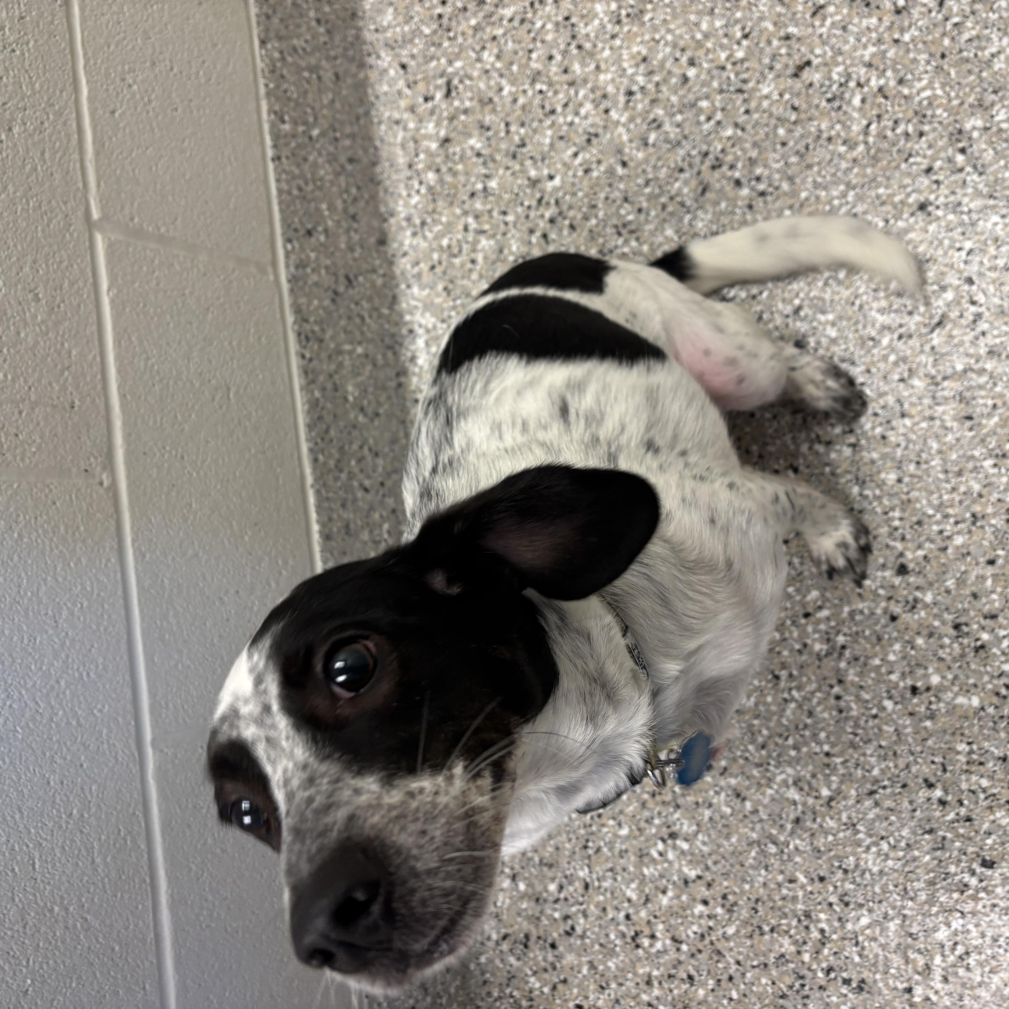 Enlarge Bandit, a Adoptable mixed breed in Liberty, MO image 5/5
