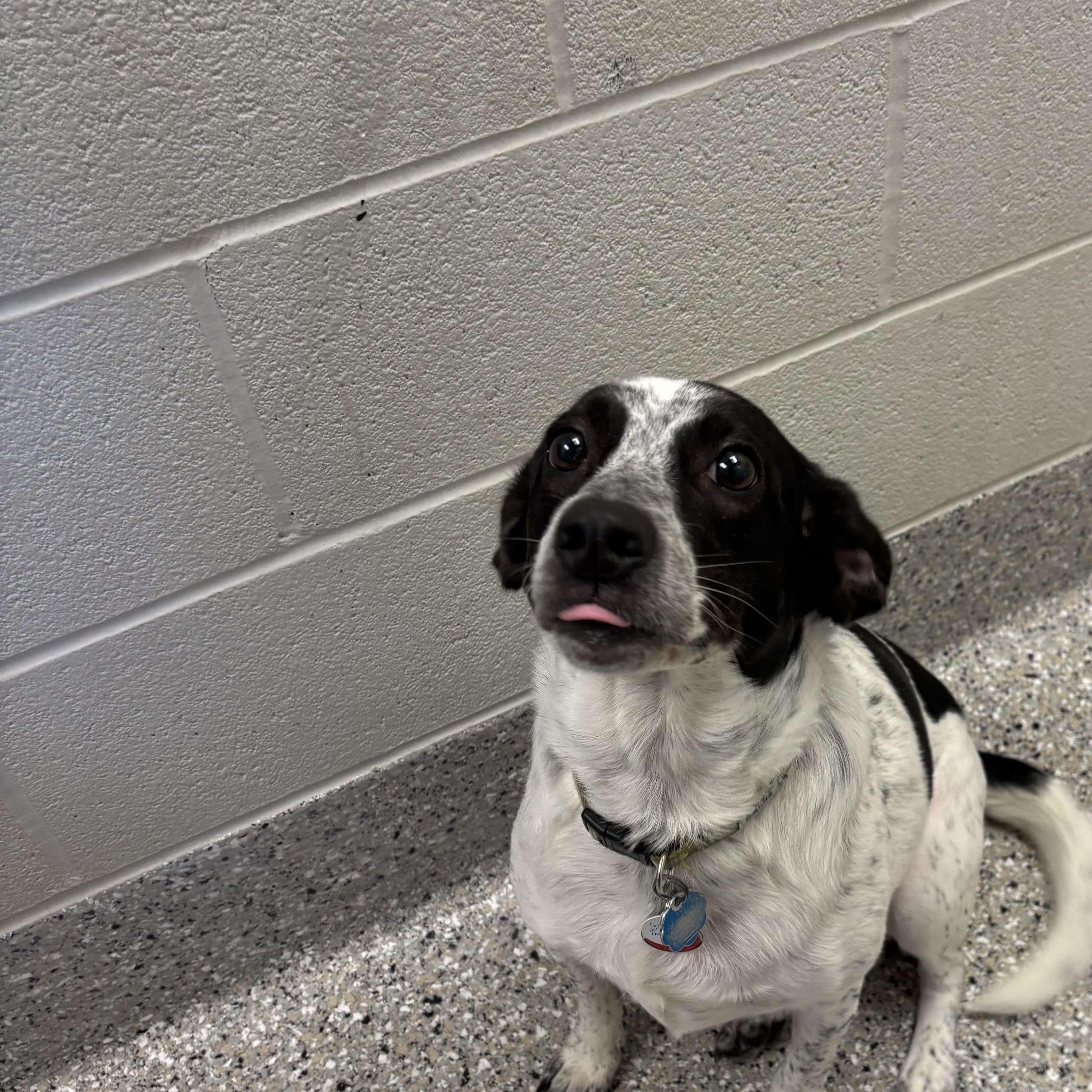Enlarge Bandit, a Adoptable mixed breed in Liberty, MO image 2/5