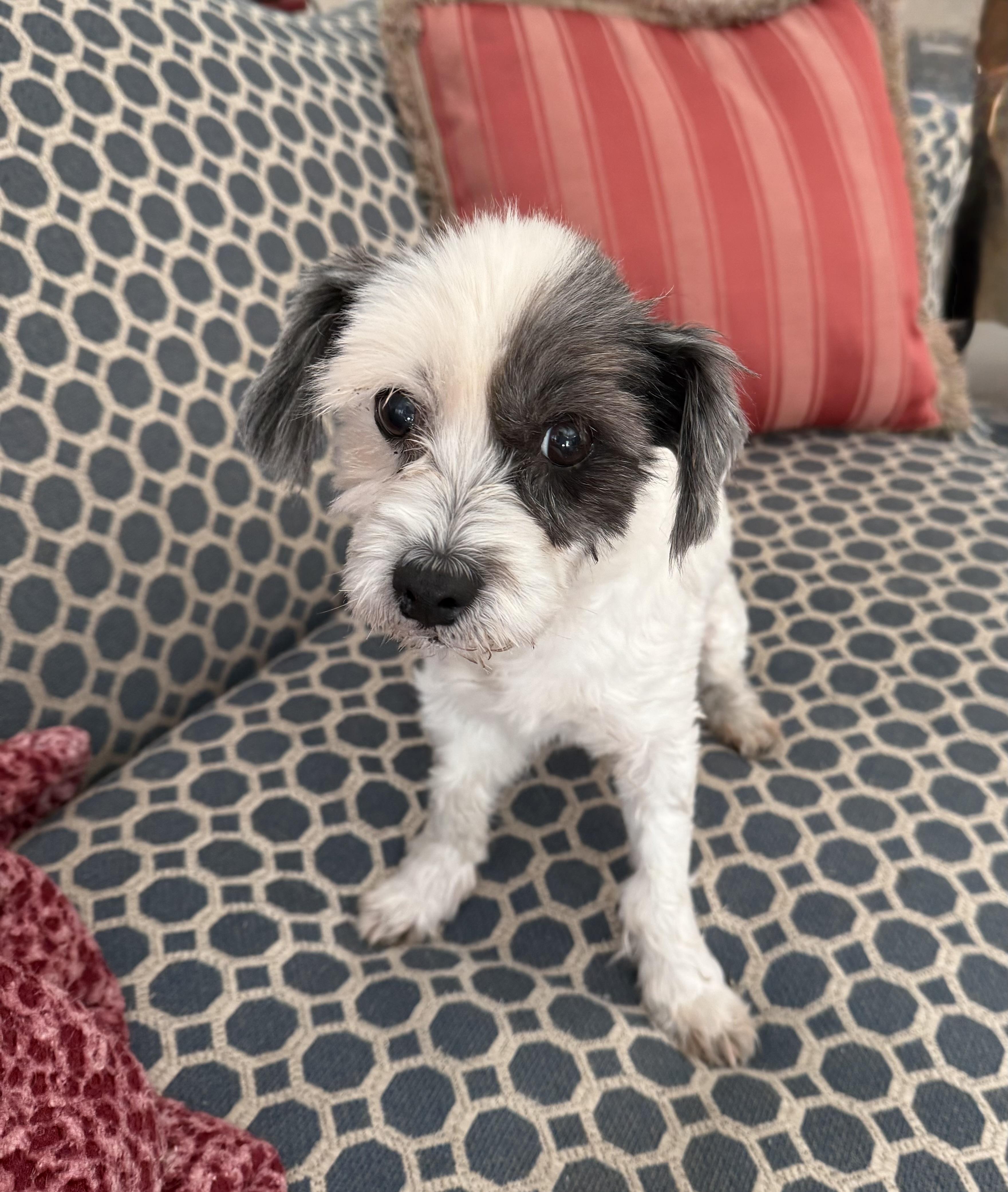 Daisy, ADOPTABLE, Senior Female Shih Tzu & Miniature Poodle.