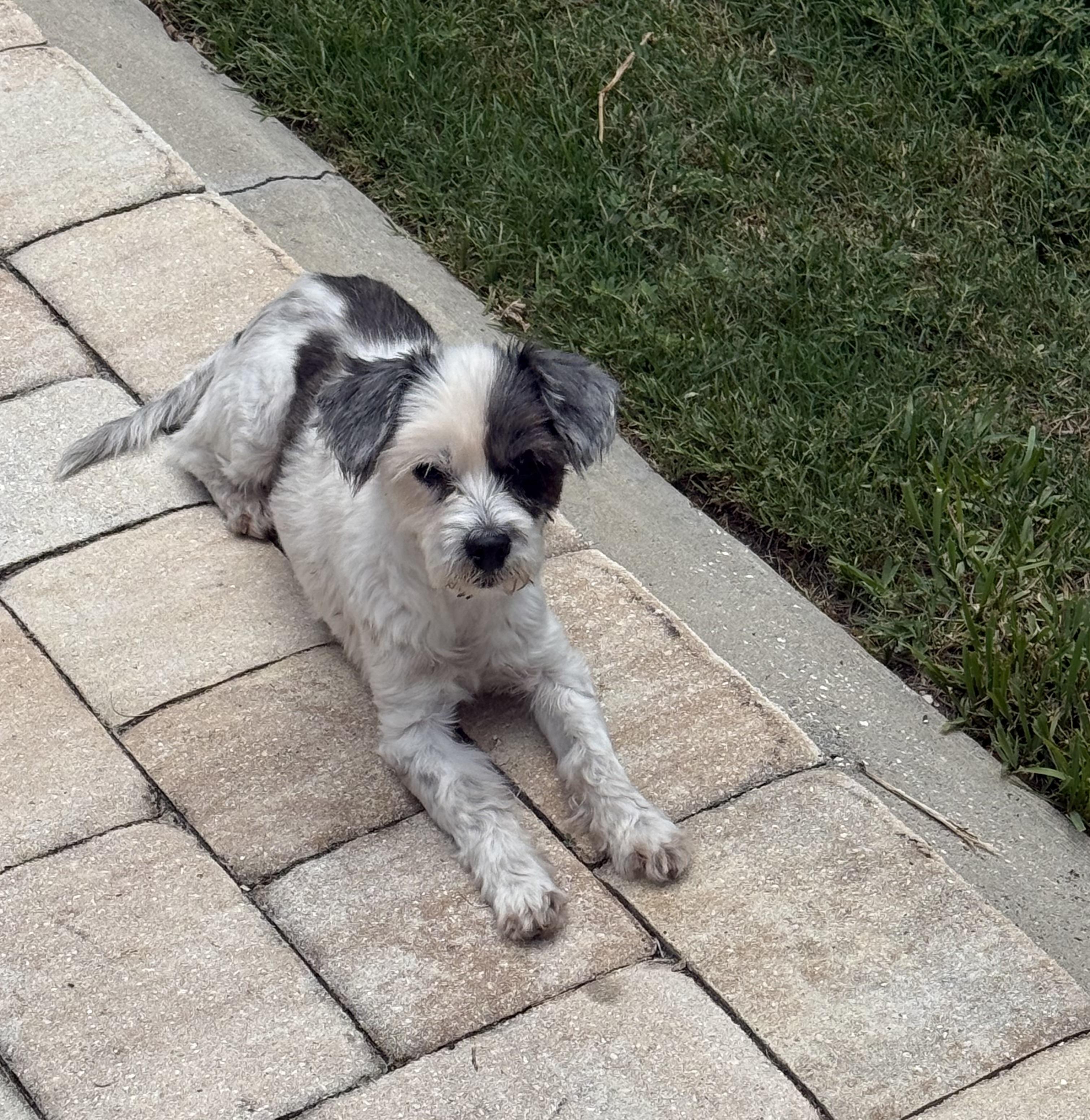 Enlarge Daisy, a ADOPTABLE mixed breed in Bradenton, FL image 3/6