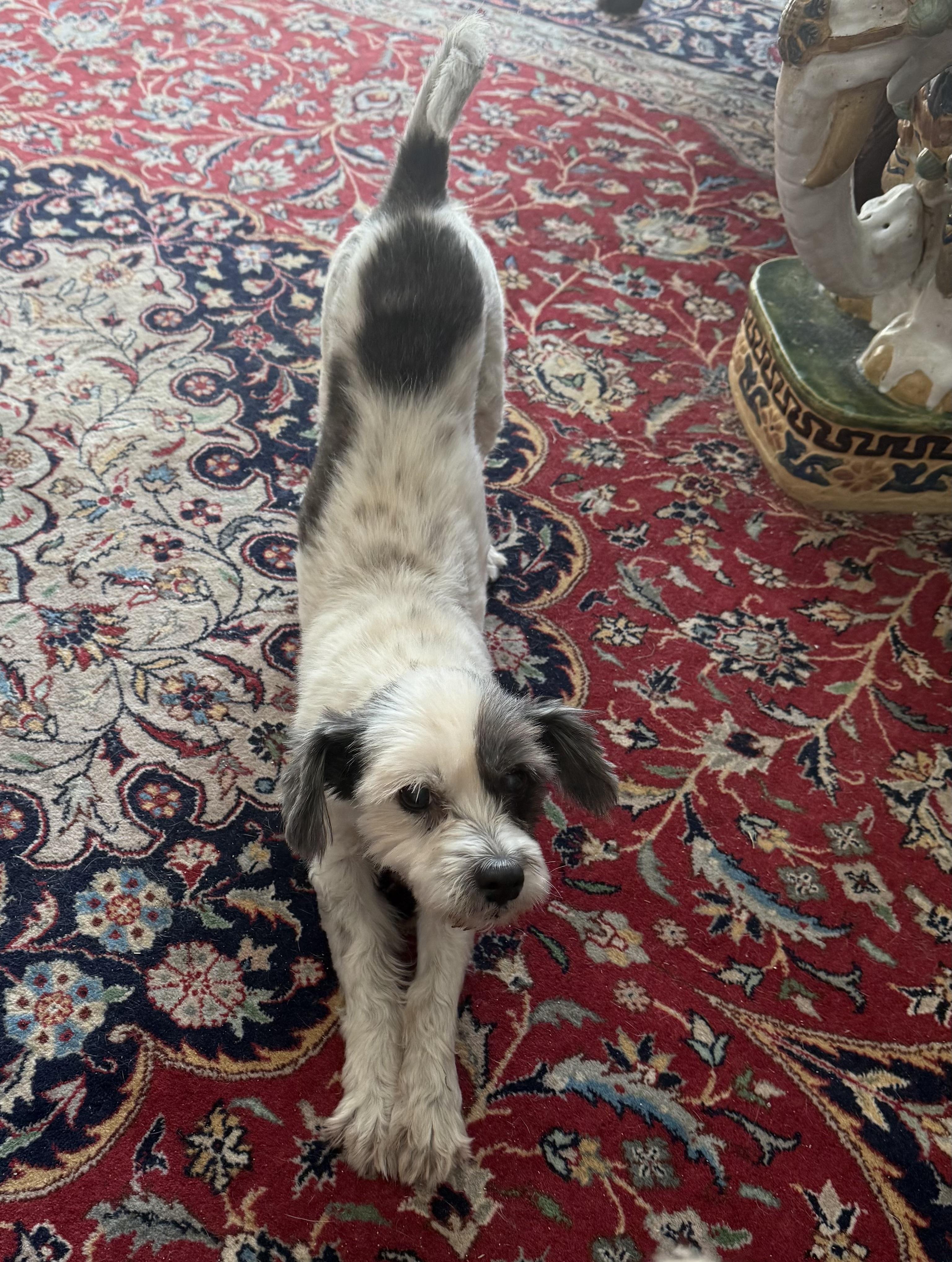 Enlarge Daisy, a ADOPTABLE mixed breed in Bradenton, FL image 5/6