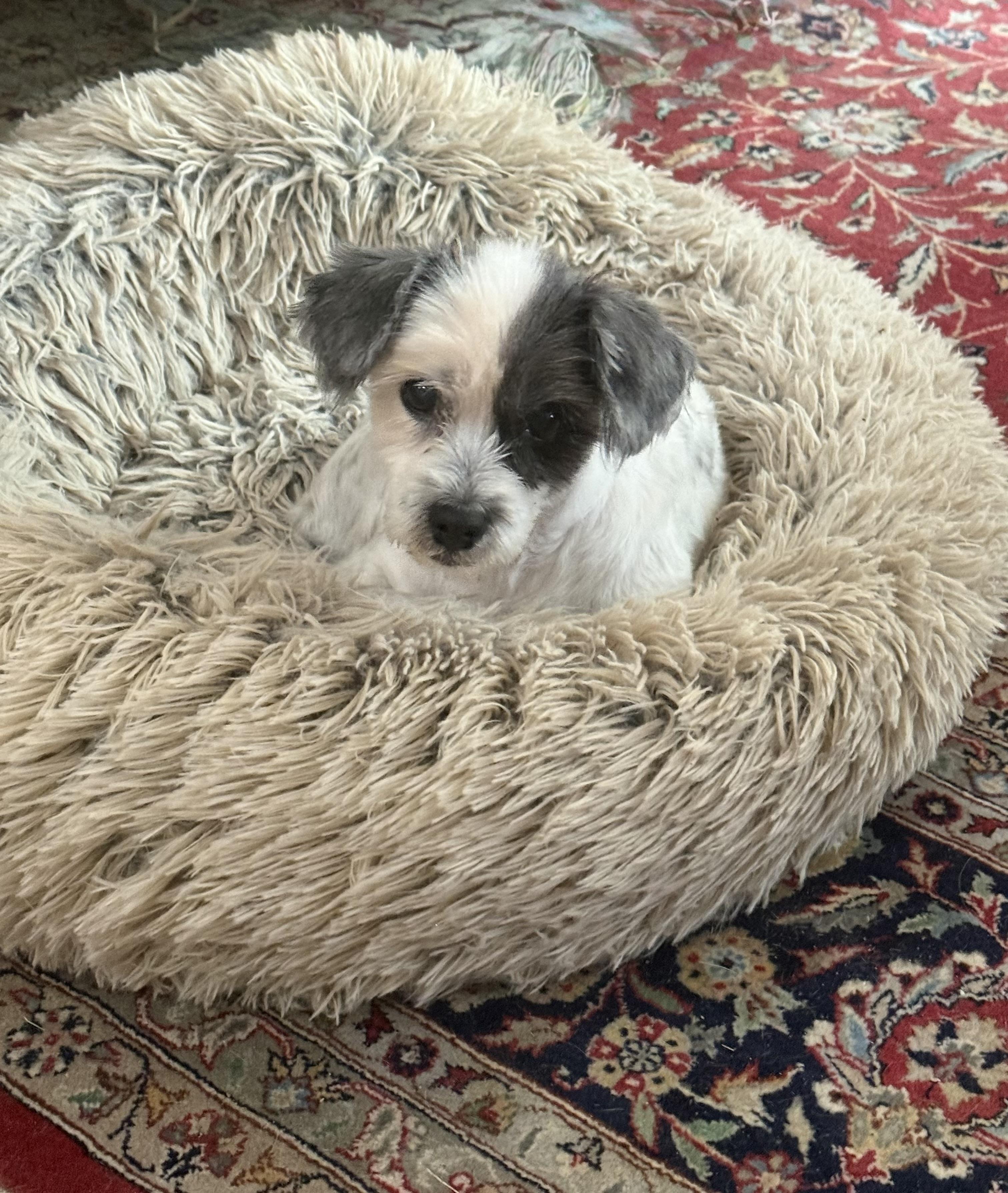 Enlarge Daisy, a ADOPTABLE mixed breed in Bradenton, FL image 6/6