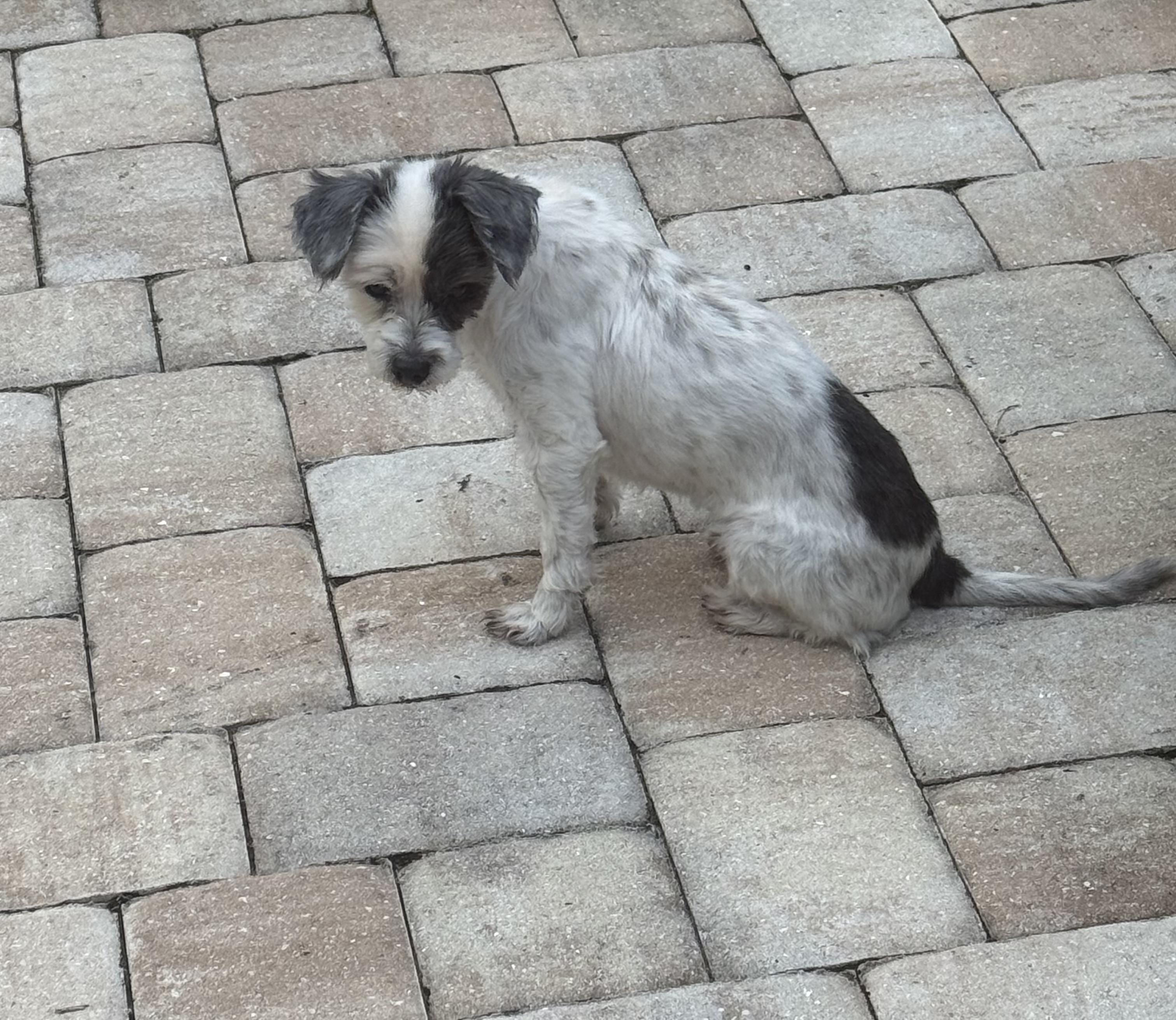 Enlarge Daisy, a ADOPTABLE mixed breed in Bradenton, FL image 4/6