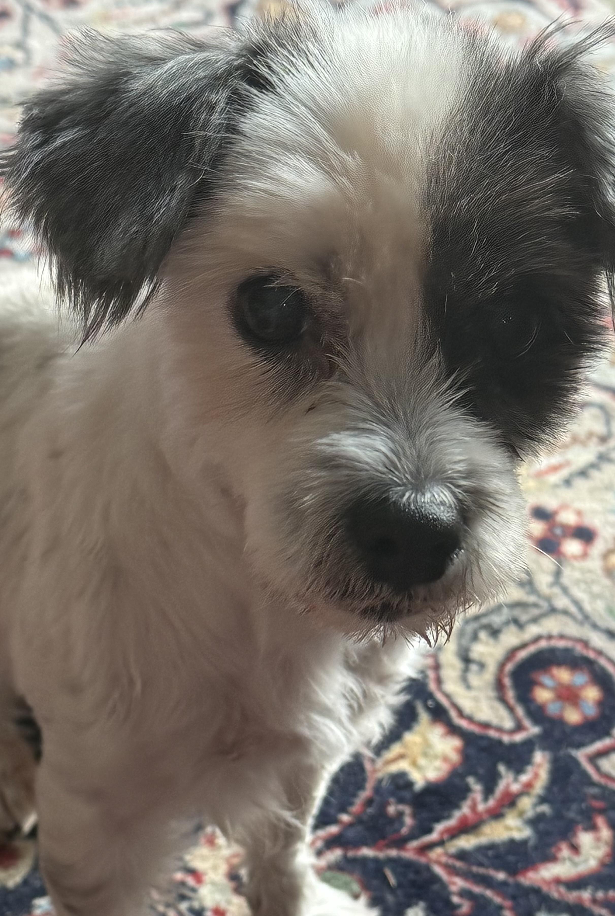 Enlarge Daisy, a ADOPTABLE mixed breed in Bradenton, FL image 2/6