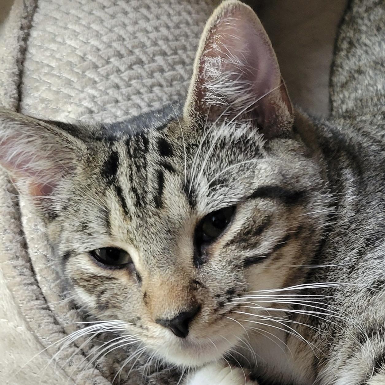 Enlarge Levi & Rory, a Adoptable Domestic Medium Hair in COLORADO SPRINGS, CO image 3/6