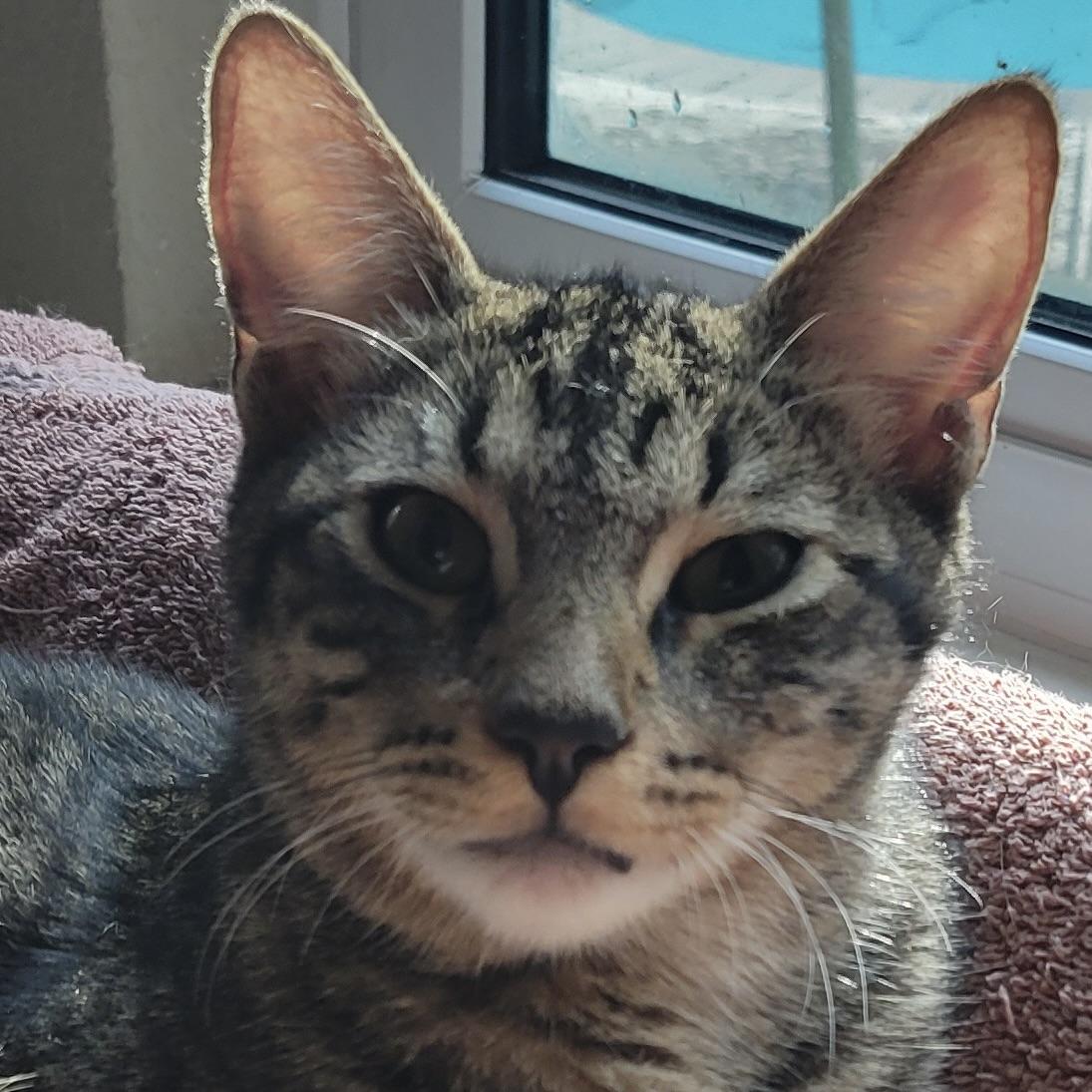Enlarge Levi & Rory, a Adoptable Domestic Medium Hair in COLORADO SPRINGS, CO image 6/6