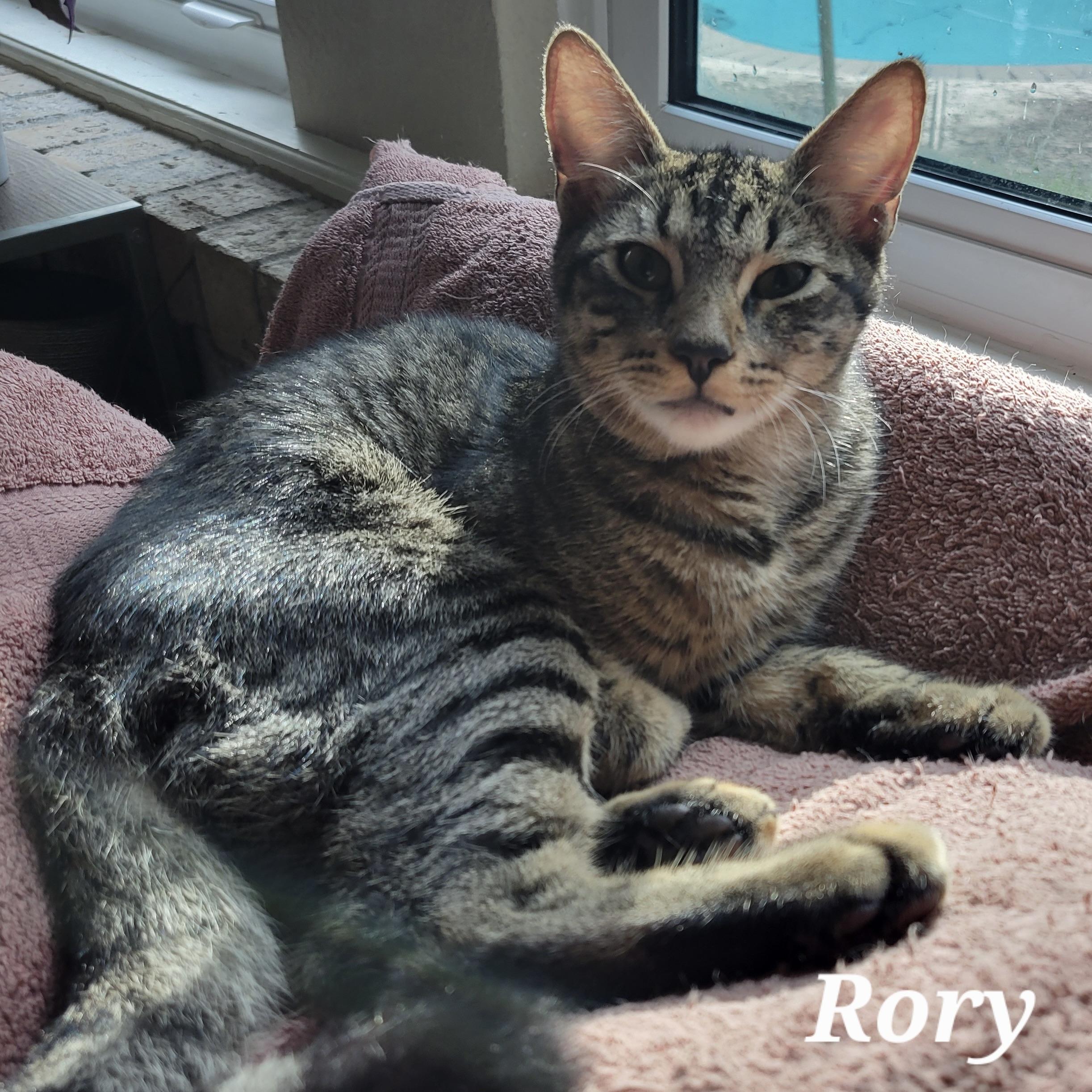 Enlarge Levi & Rory, a Adoptable Domestic Medium Hair in COLORADO SPRINGS, CO image 5/6