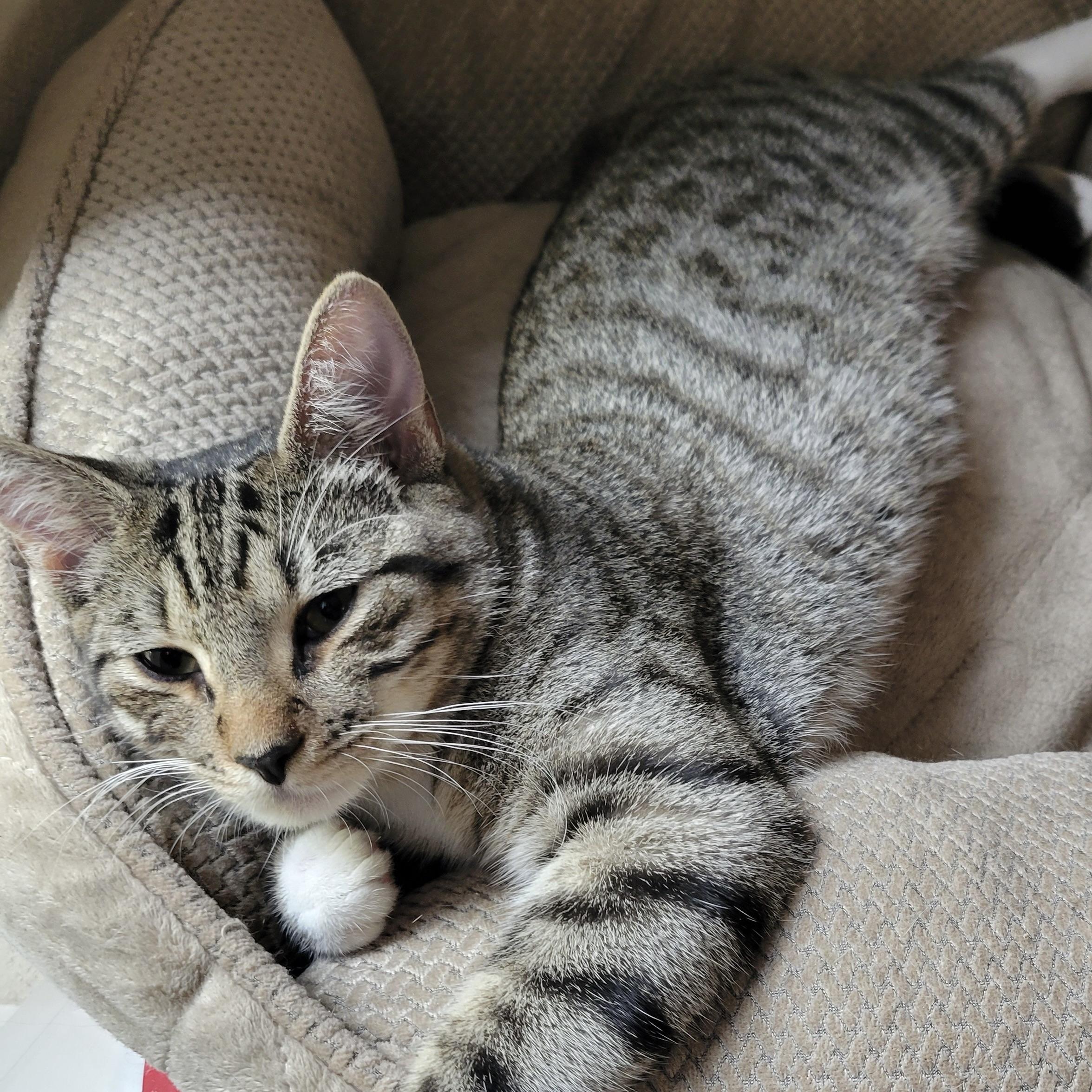 Enlarge Levi & Rory, a Adoptable Domestic Medium Hair in COLORADO SPRINGS, CO image 2/6