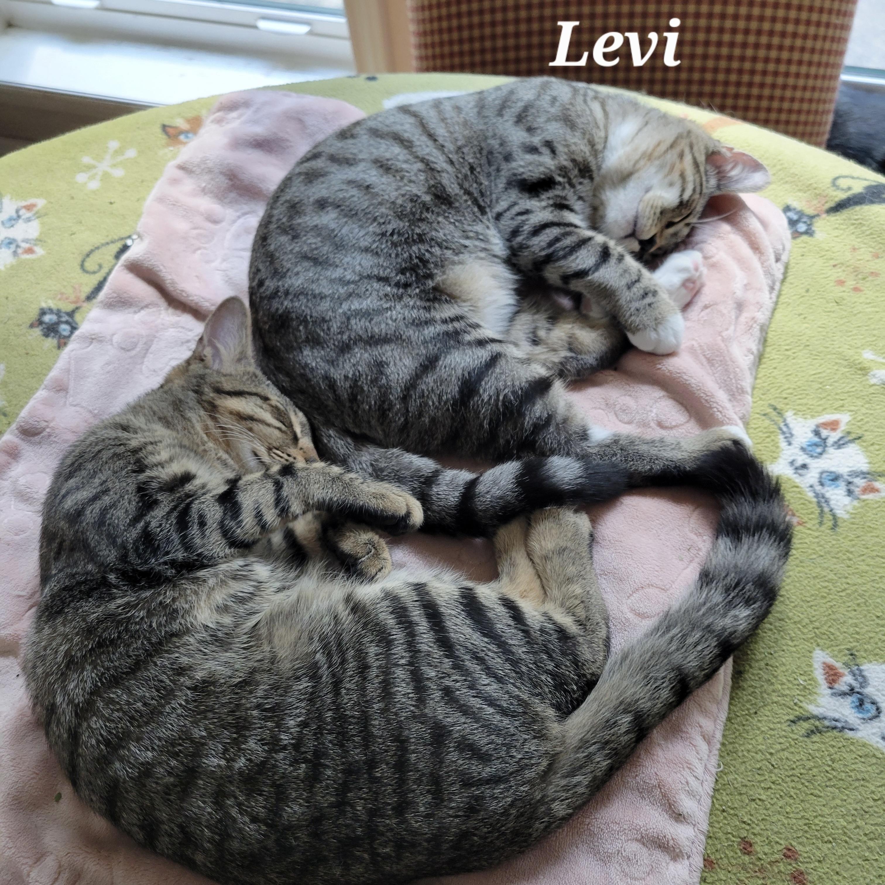 Enlarge Levi & Rory, a Adoptable Domestic Medium Hair in COLORADO SPRINGS, CO image 4/6