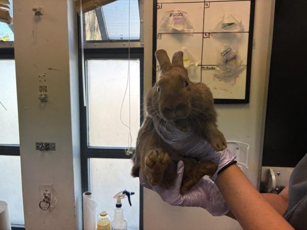 New Jersey, Adoptable, Baby Male Bunny Rabbit.