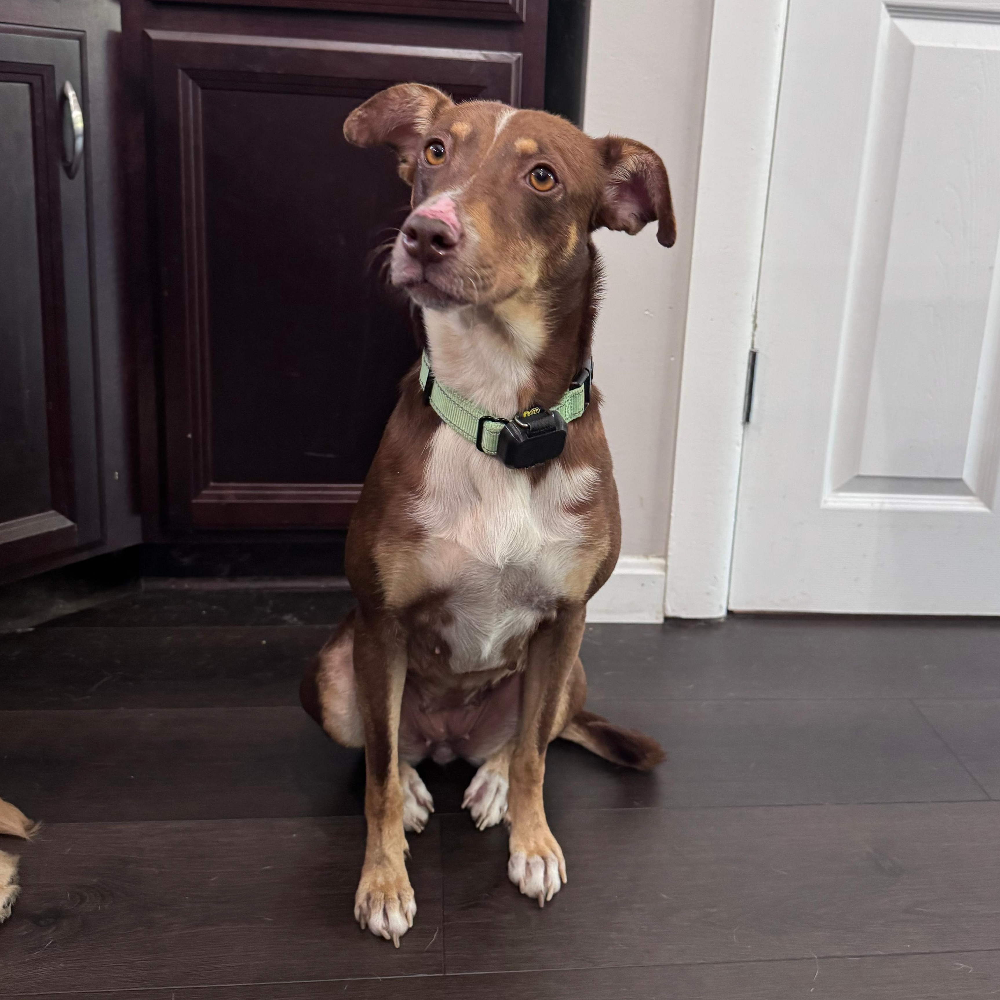 Maya, a Adoptable mixed breed in Baltimore, MD image 6/6