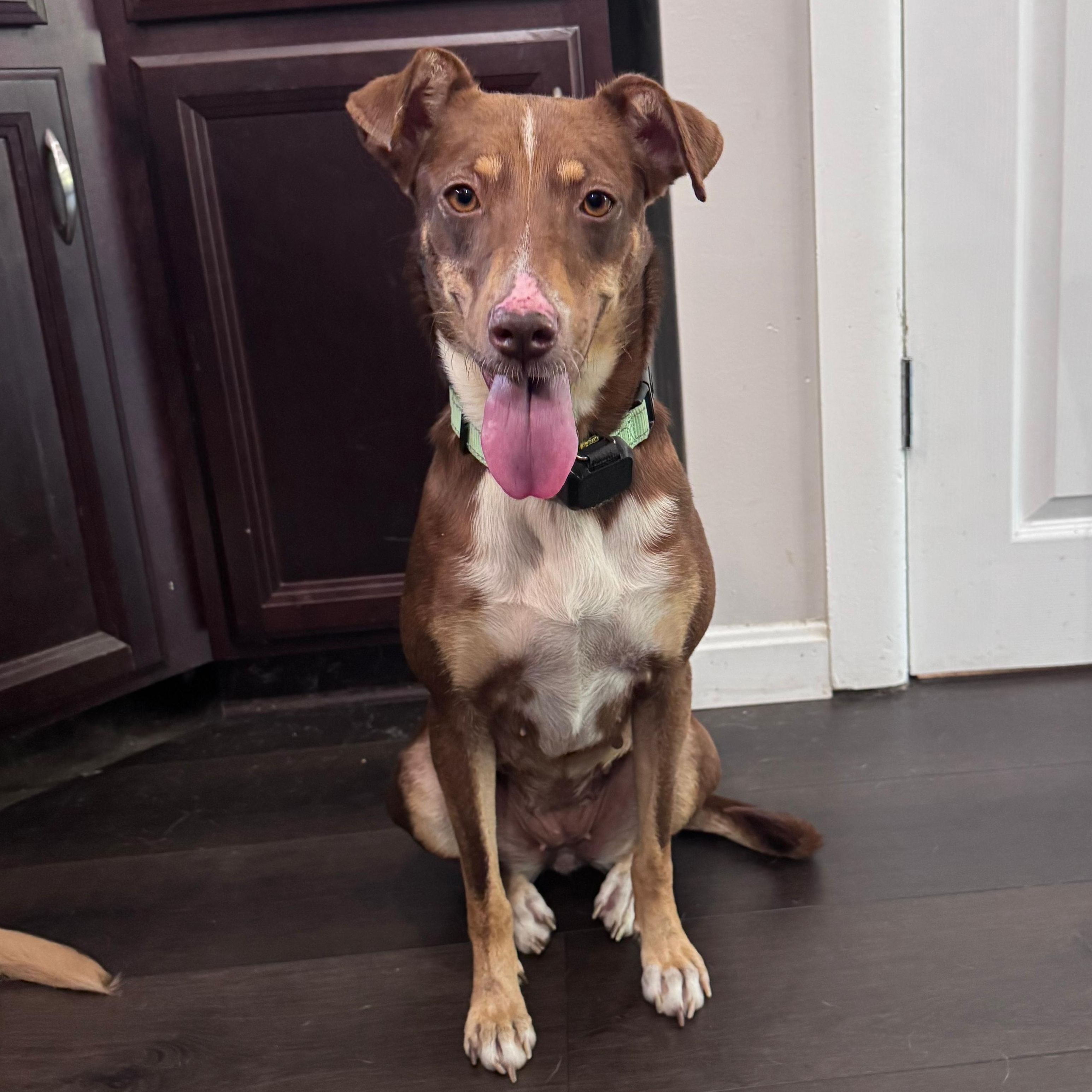 Maya, Adoptable, Young Female Miniature Pinscher.
