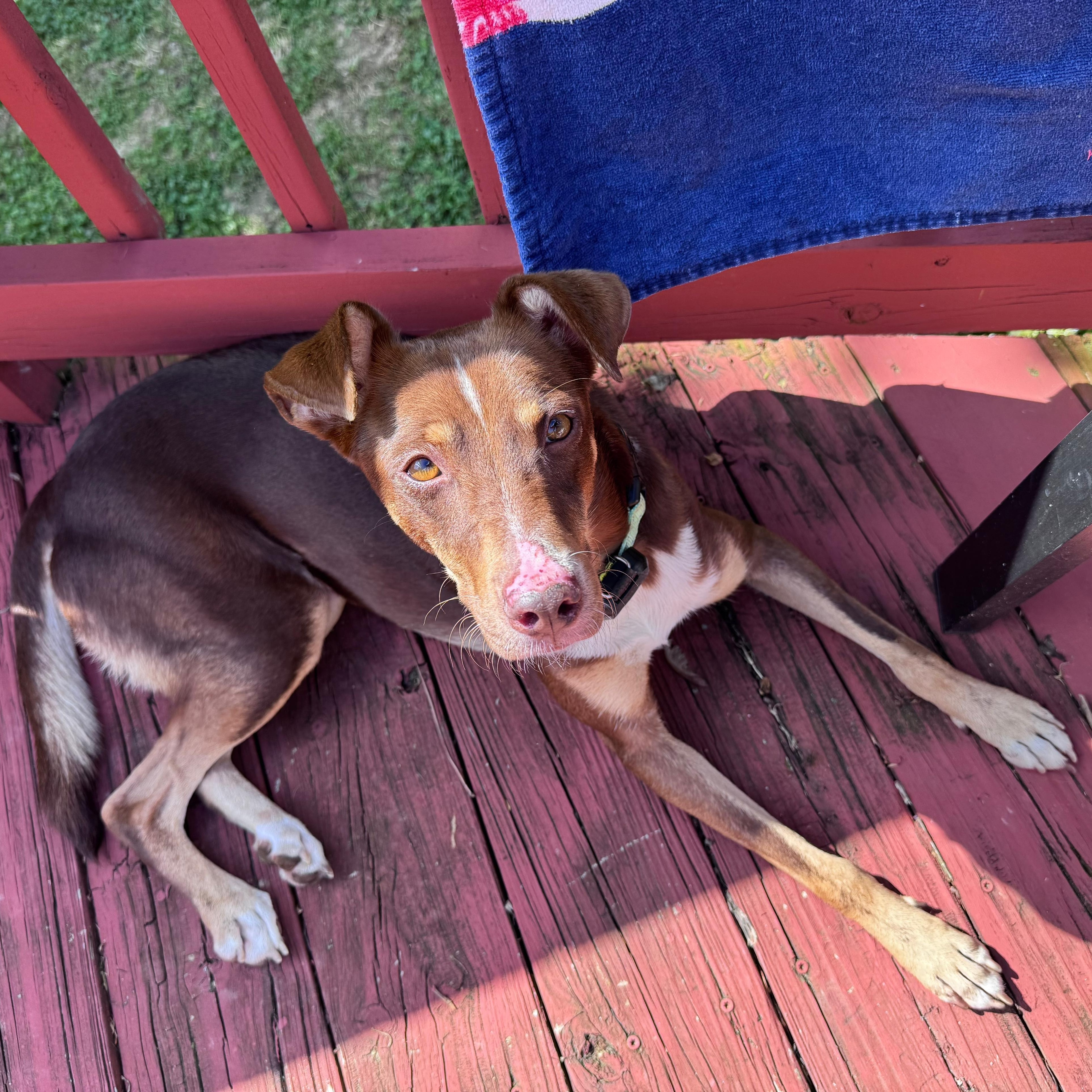 Maya, a Adoptable mixed breed in Baltimore, MD image 5/6