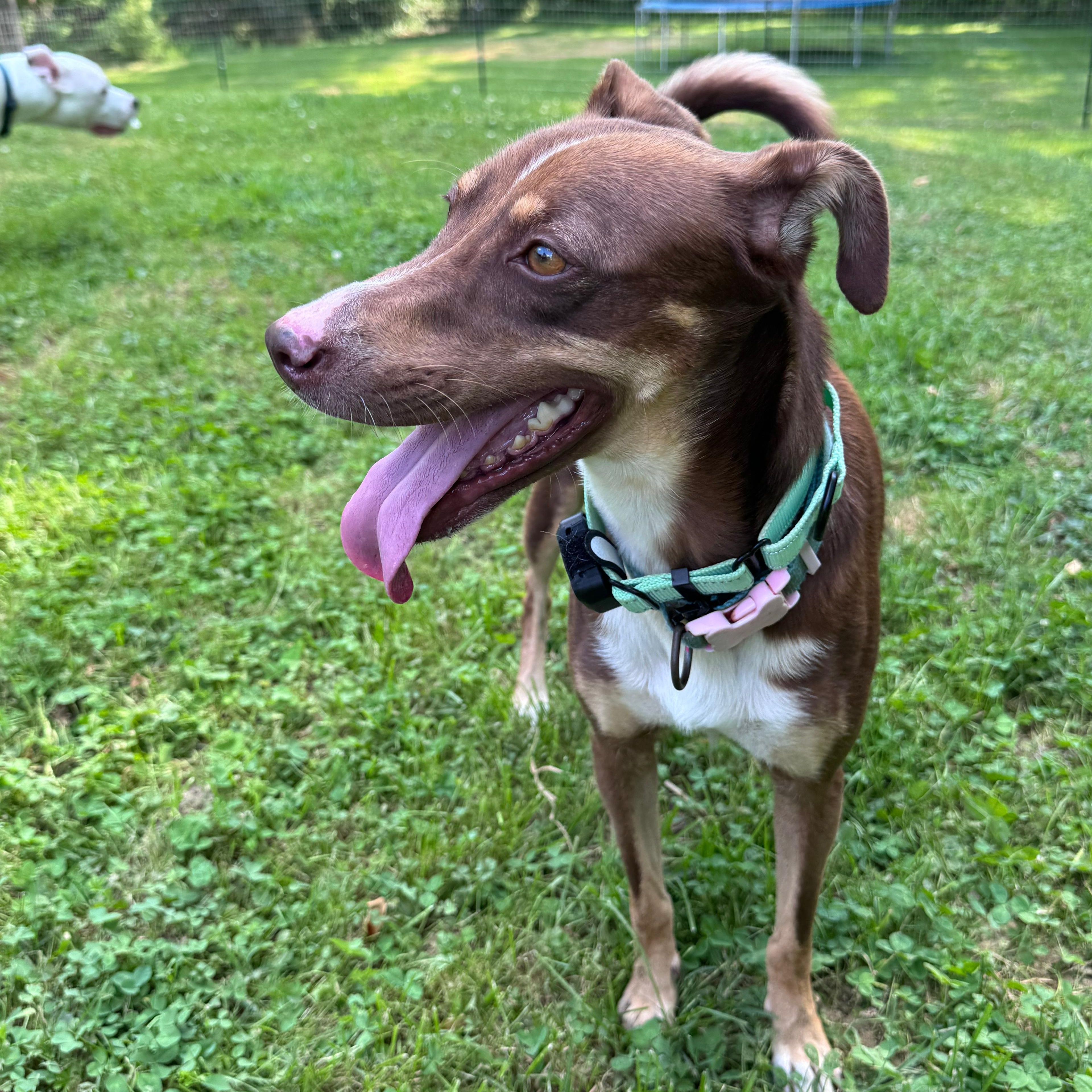Maya, a Adoptable mixed breed in Baltimore, MD image 3/6