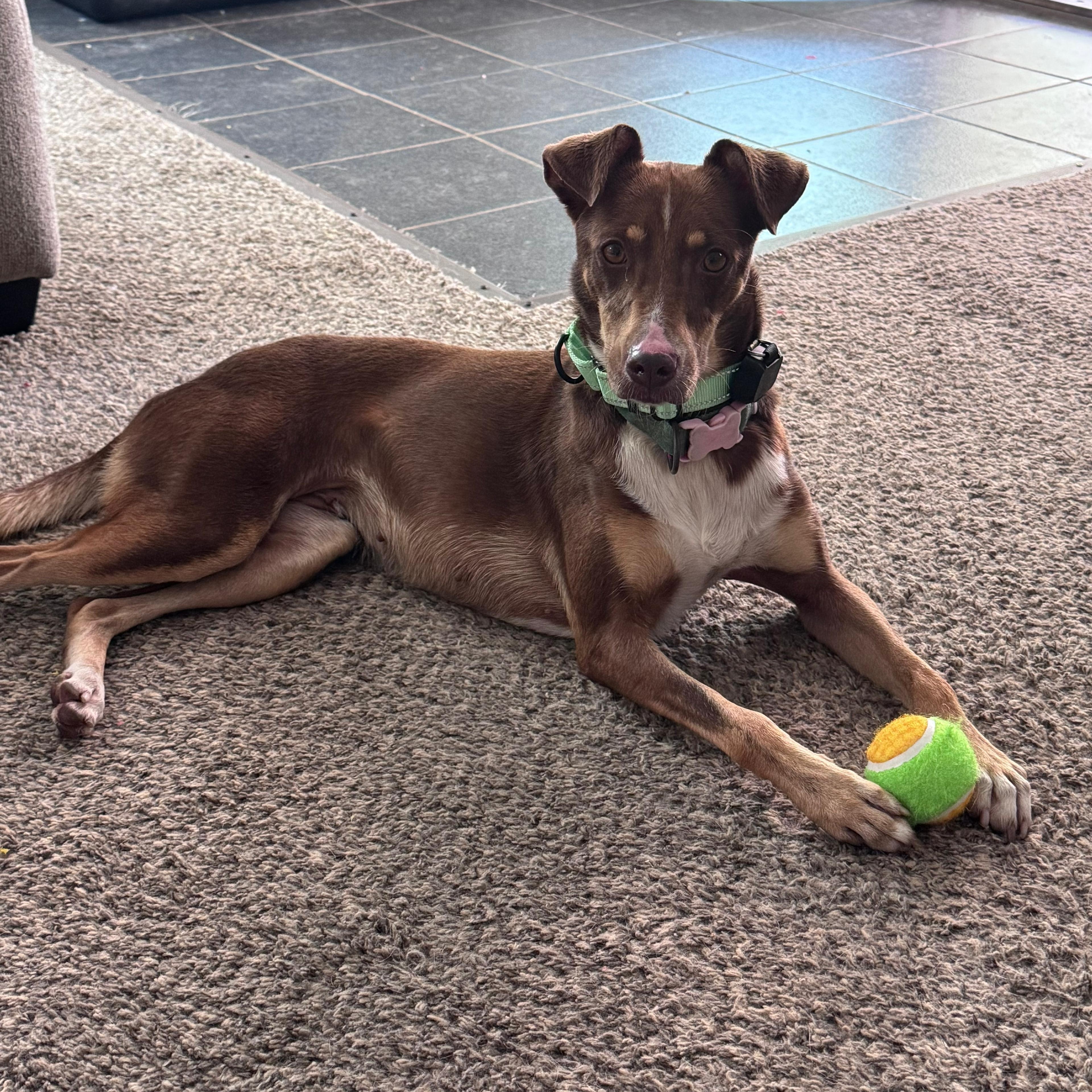 Maya, a Adoptable mixed breed in Baltimore, MD image 4/6