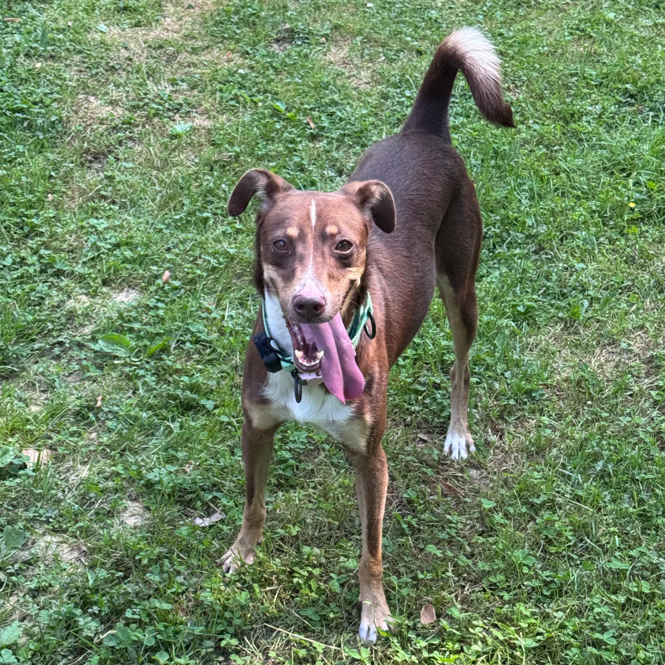 Maya, a Adoptable mixed breed in Baltimore, MD image 2/6