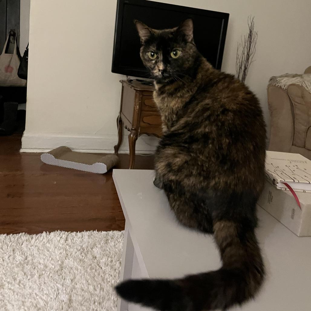 Madonna, ADOPTABLE, Adult Female Domestic Short Hair.