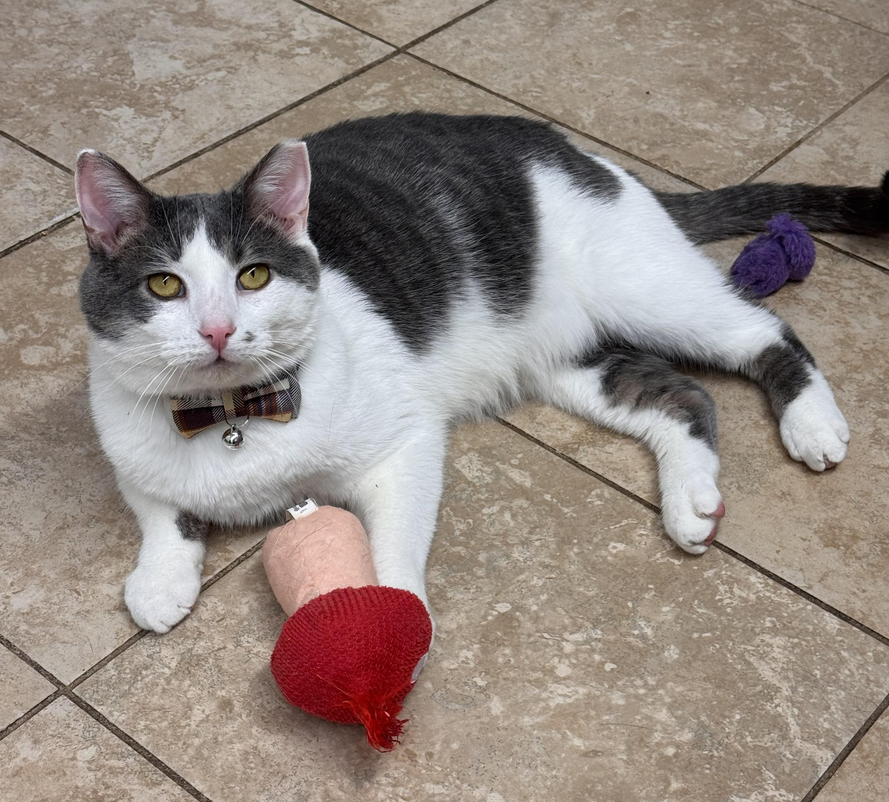 Enlarge Cassidy & Greyson! *BONDED PAIR*, an adoptable Domestic Short Hair in Kearneysville, WV image 3/3