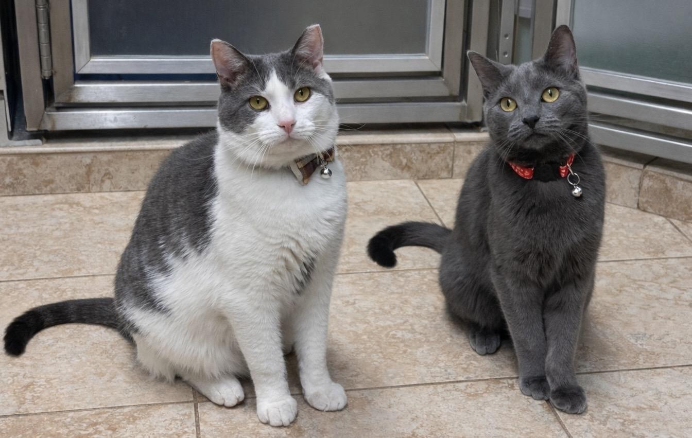 Enlarge Cassidy & Greyson! *BONDED PAIR*, an adoptable Domestic Short Hair in Kearneysville, WV image 1/3