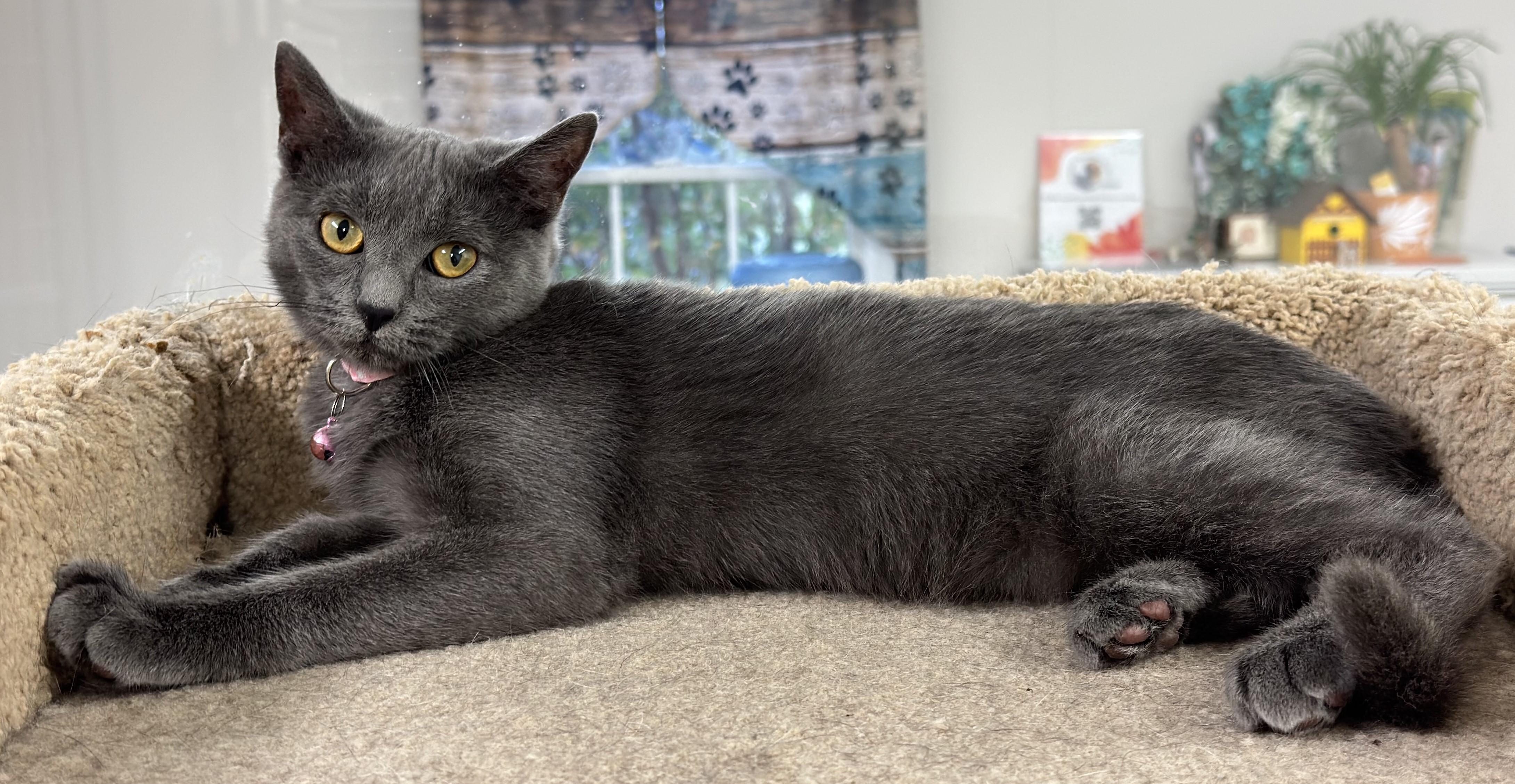 Cassidy, Adoptable, Young Female Domestic Short Hair.