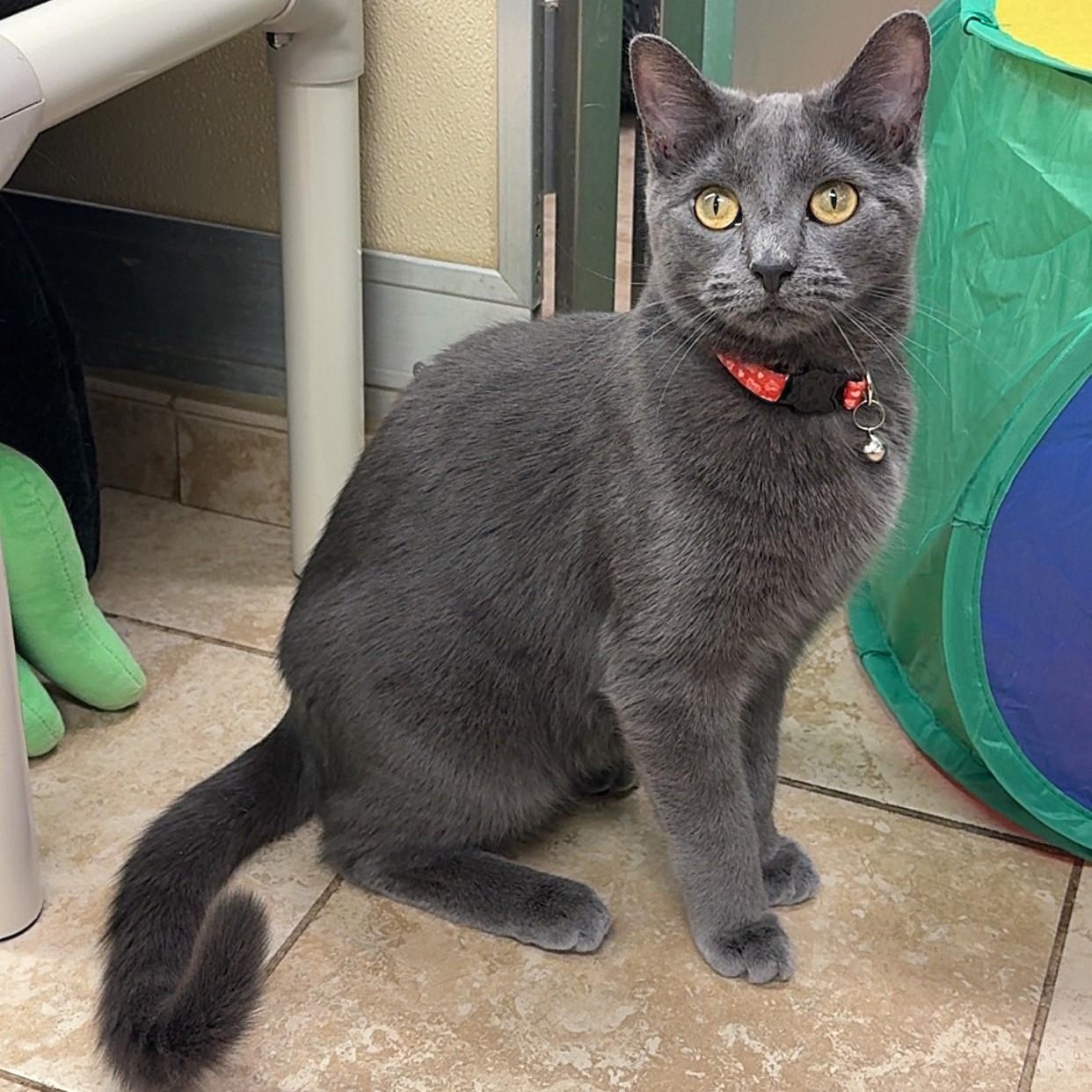 Enlarge Cassidy & Greyson! *BONDED PAIR*, an adoptable Domestic Short Hair in Kearneysville, WV image 2/3