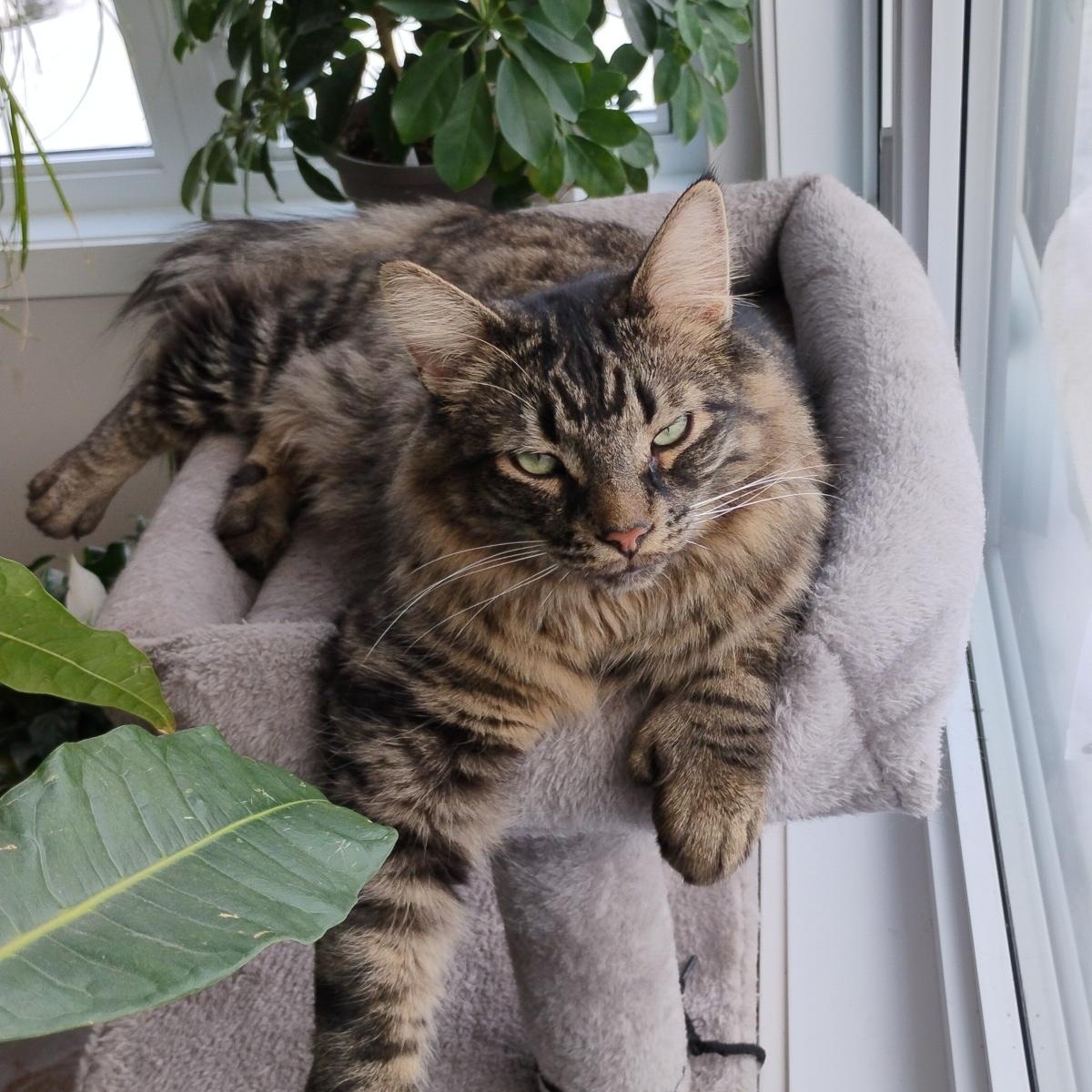 Enlarge Bertrand (FA/FF), a ADOPTABLE Domestic Long Hair in Sainte-Angele-de-Monnoir, QC image 1/4