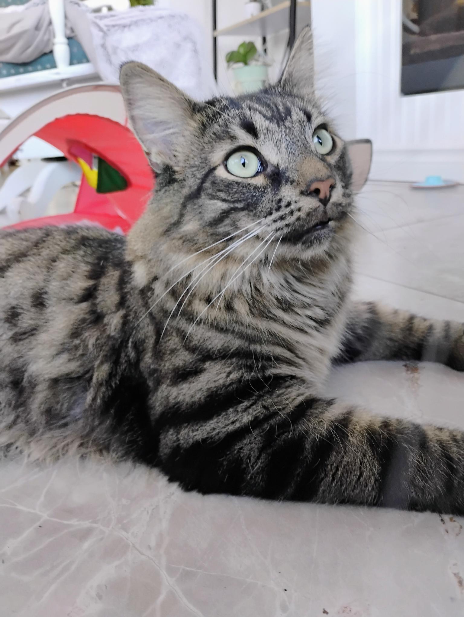 Enlarge Bertrand (FA/FF), a ADOPTABLE Domestic Long Hair in Sainte-Angele-de-Monnoir, QC image 2/4