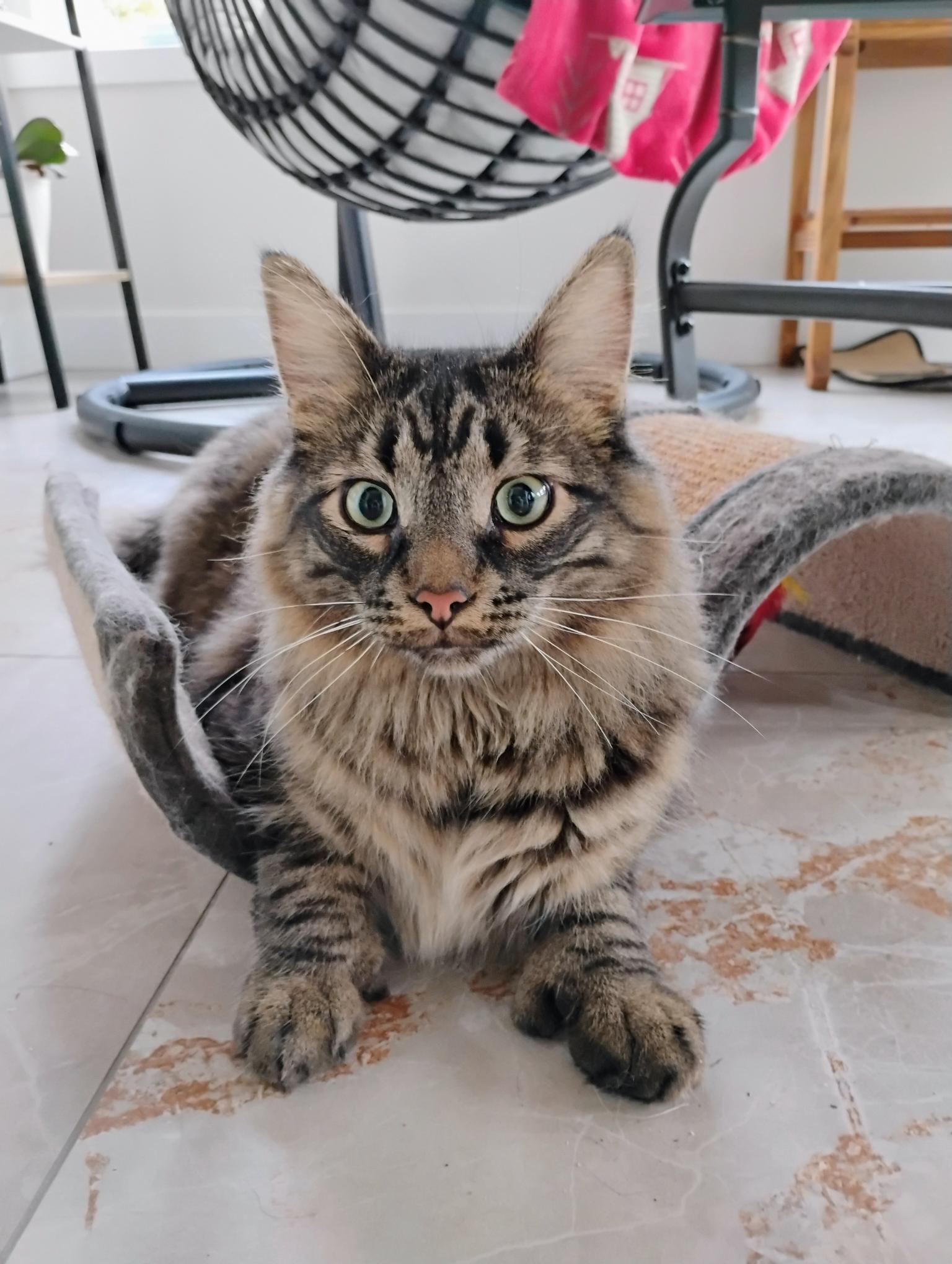 Enlarge Bertrand (FA/FF), a ADOPTABLE Domestic Long Hair in Sainte-Angele-de-Monnoir, QC image 3/4