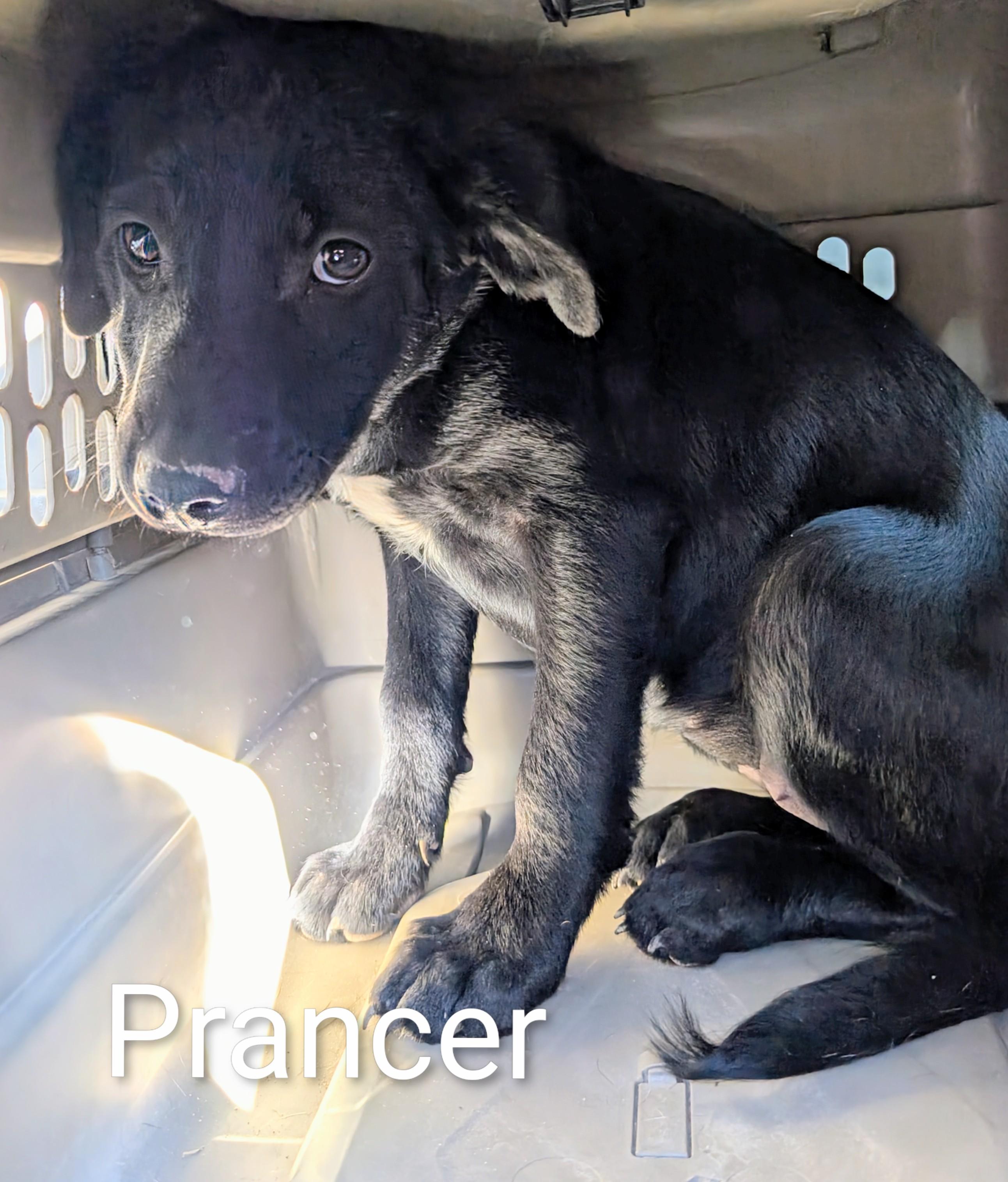 Prancer , ADOPTABLE, Puppy Female Labrador Retriever.
