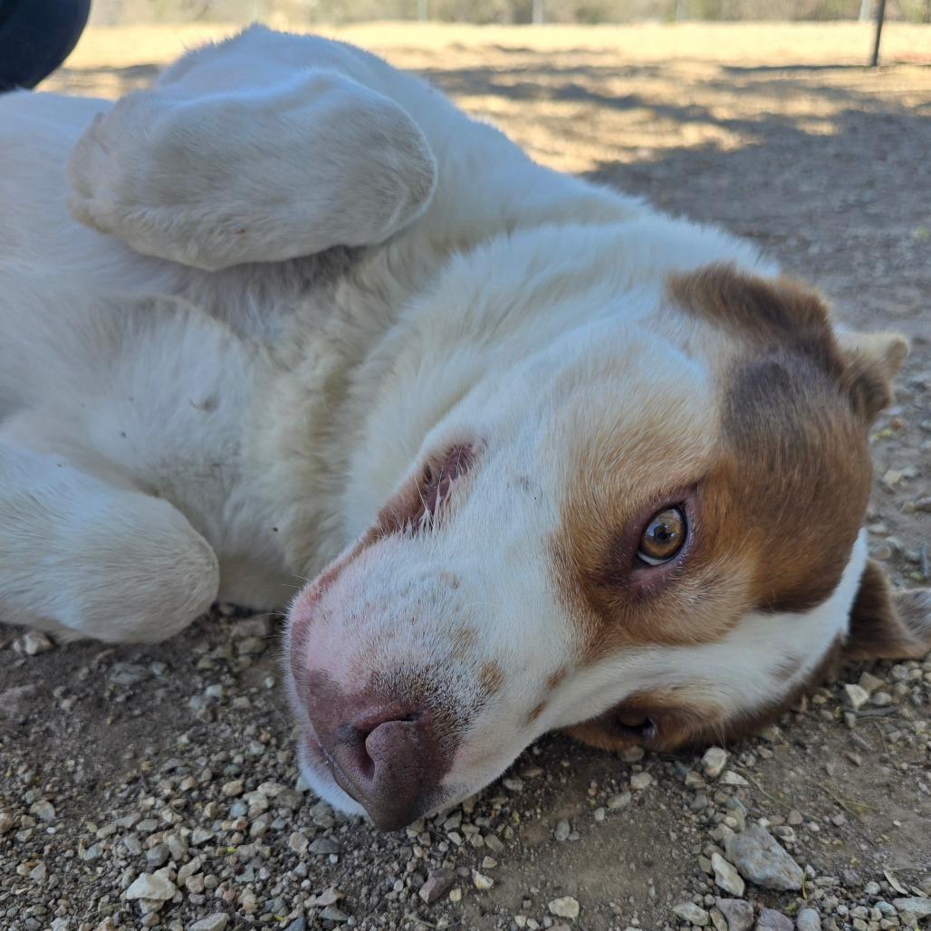 Bowser, Adoptable, Adult Male Cattle Dog.