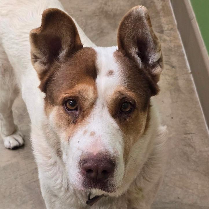 Enlarge Bowser, a Adoptable mixed breed in Wickenburg, AZ image 2/5