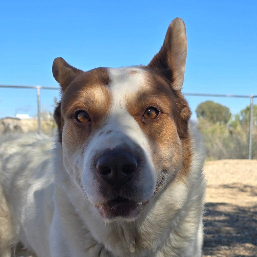 Enlarge Bowser, a Adoptable mixed breed in Wickenburg, AZ image 3/5