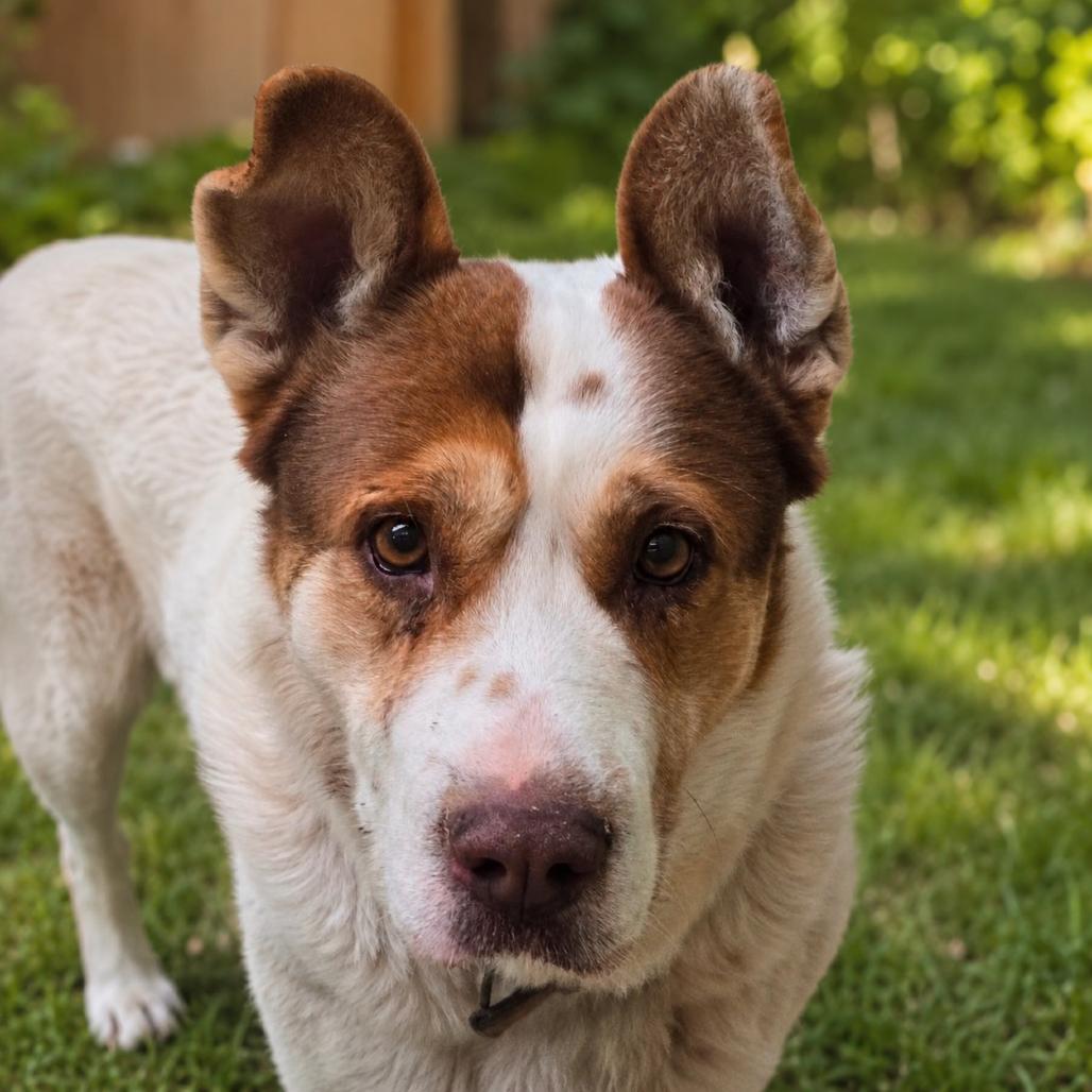 Bowser, a Adoptable mixed breed in Wickenburg, AZ image 4/5