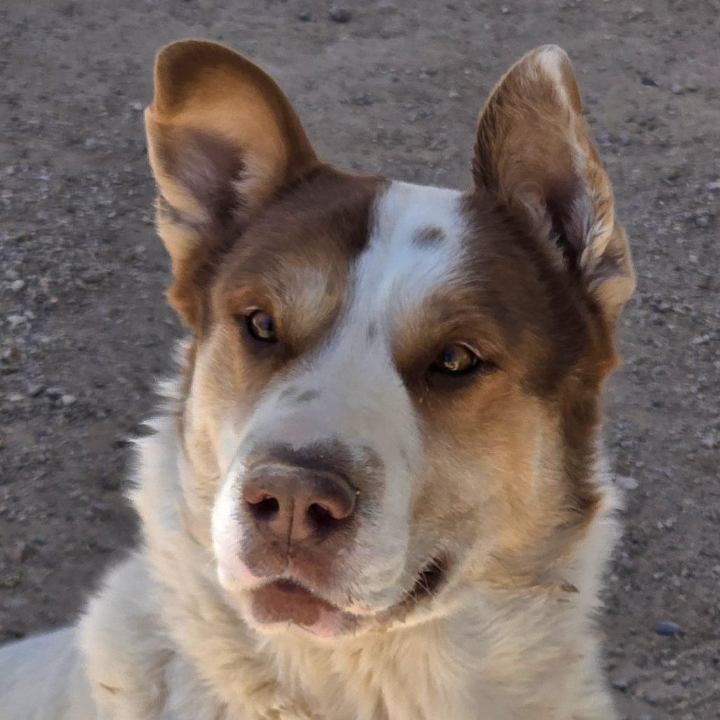 Enlarge Bowser, a Adoptable mixed breed in Wickenburg, AZ image 4/5