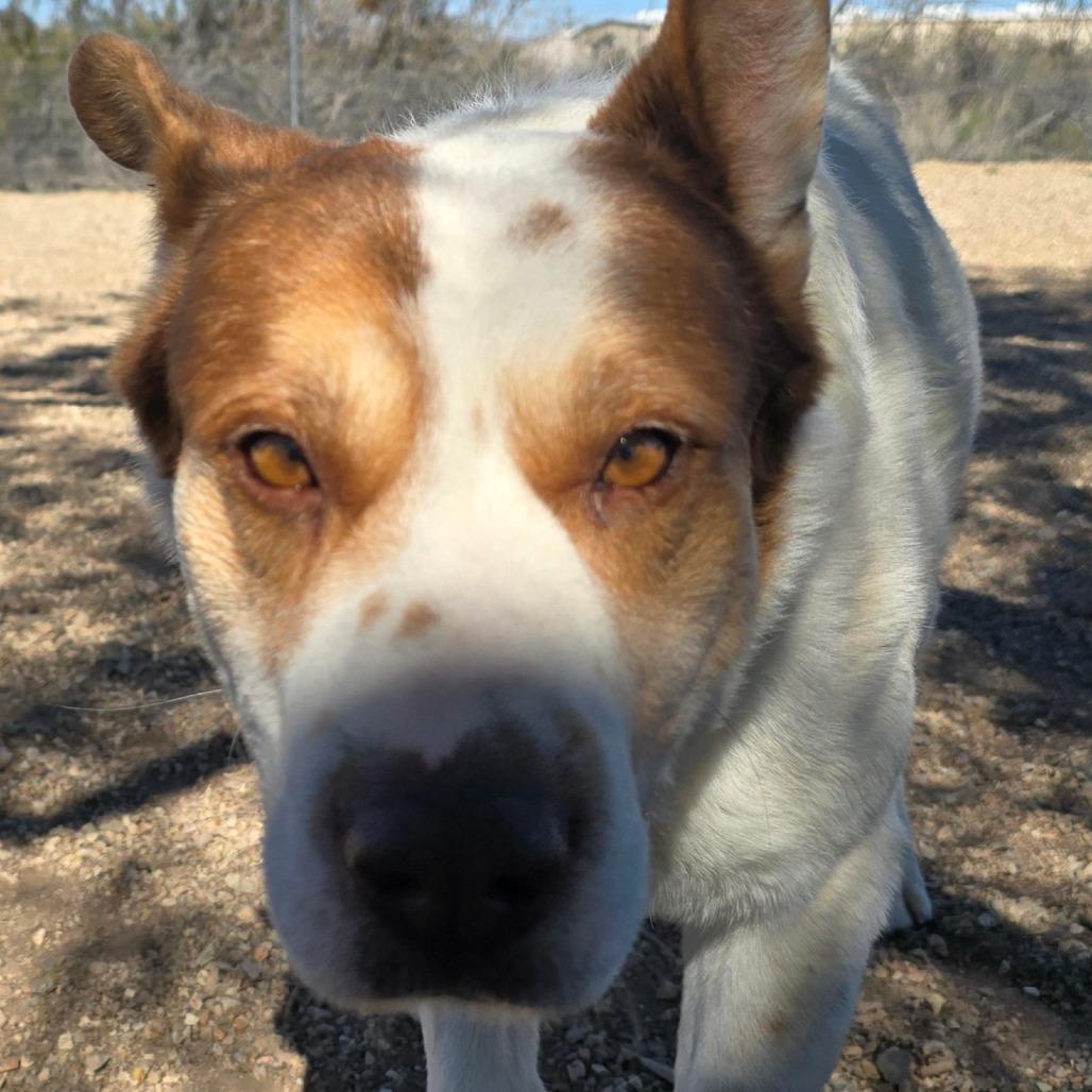Enlarge Bowser, a Adoptable mixed breed in Wickenburg, AZ image 4/5