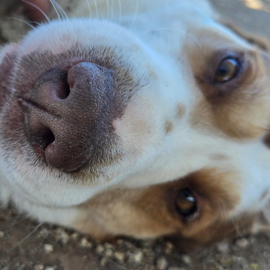 Enlarge Bowser, a Adoptable mixed breed in Wickenburg, AZ image 5/5