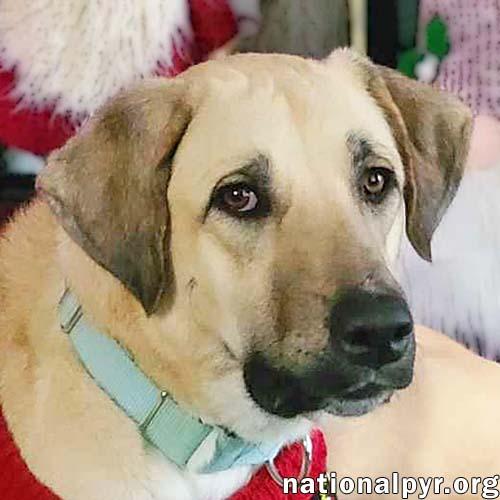 Willow in LA - Loves Cuddles, Toys & Playtime!, a Adoptable mixed breed in Lafayette, LA image 1/4