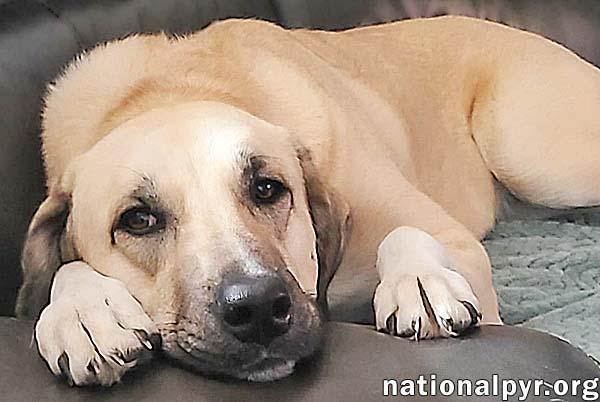 Enlarge Willow in LA - Loves Cuddles, Toys & Playtime!, a Adoptable mixed breed in Lafayette, LA image 4/4