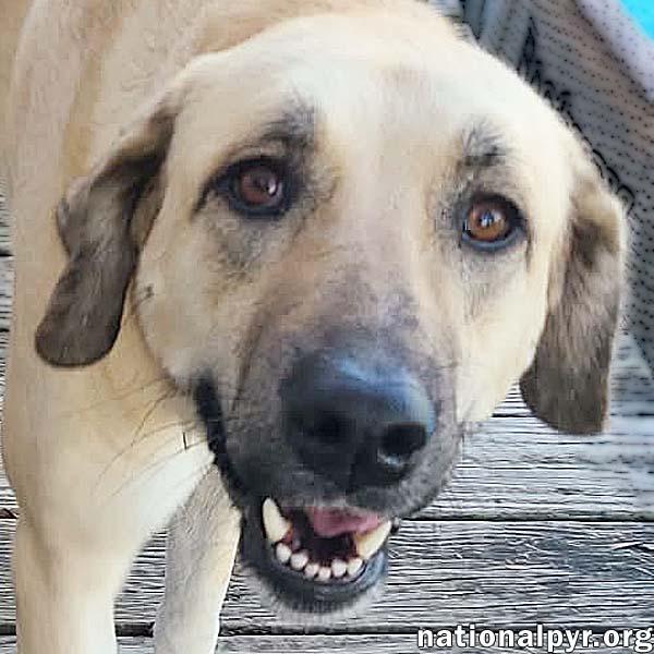 Willow in LA - Loves Cuddles, Toys & Playtime!, Adoptable, Young Female Great Pyrenees.