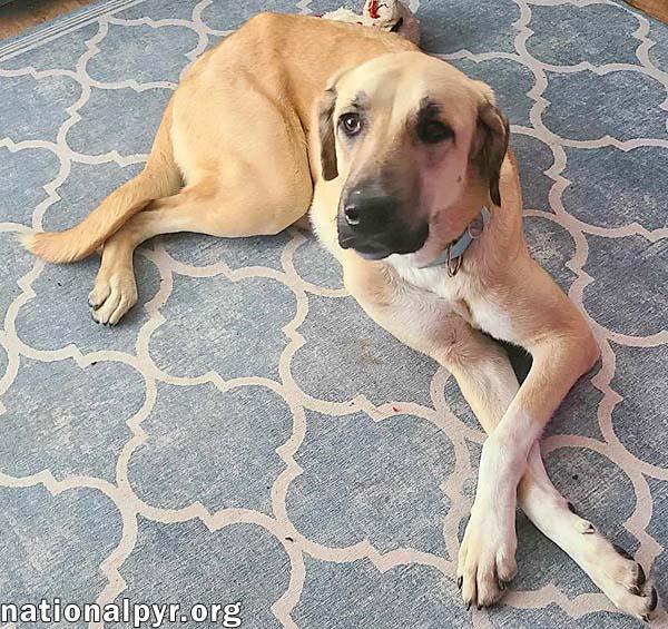 Willow in LA - Loves Cuddles, Toys & Playtime!, a Adoptable mixed breed in Lafayette, LA image 3/4