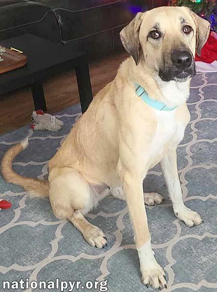 Willow in LA - Loves Cuddles, Toys & Playtime!, a Adoptable mixed breed in Lafayette, LA image 4/4