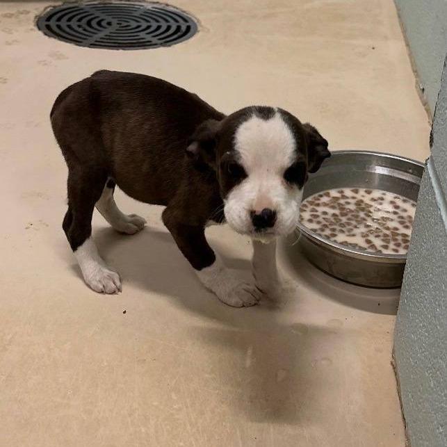 Luna, Adoptable, Puppy Female Mixed Breed.