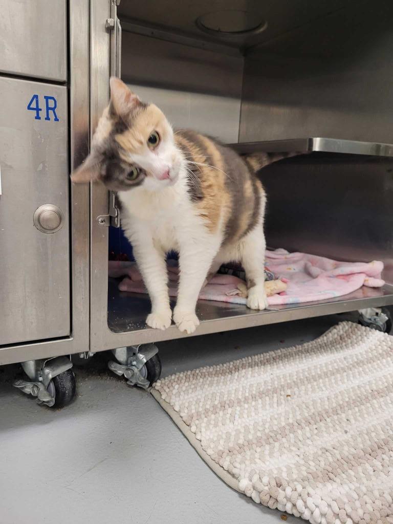 Enlarge Ferrari, a Adoptable mixed breed in New Kensington, PA image 1/6