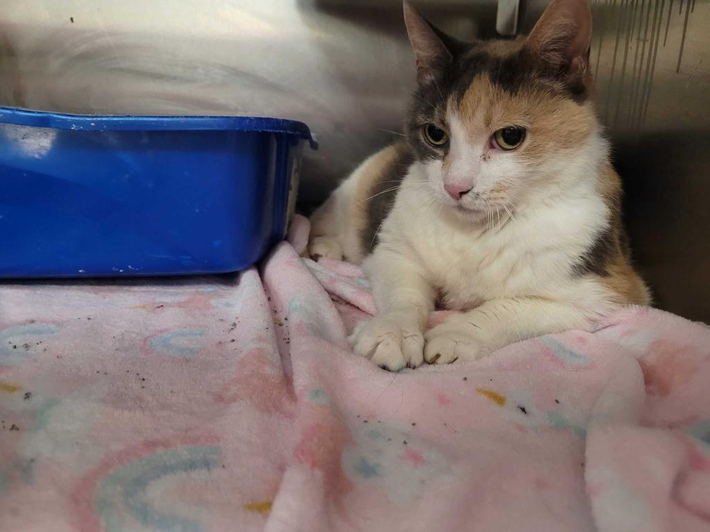 Ferrari, Adoptable, Senior Female Domestic Short Hair.