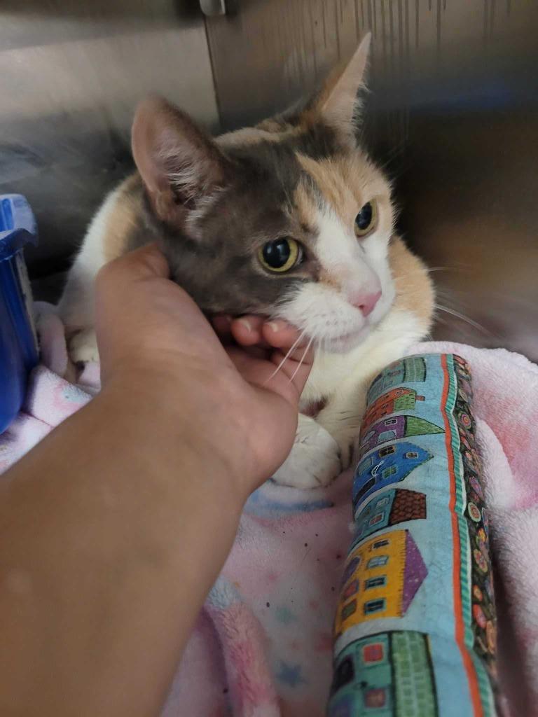 Enlarge Ferrari, a Adoptable mixed breed in New Kensington, PA image 3/6