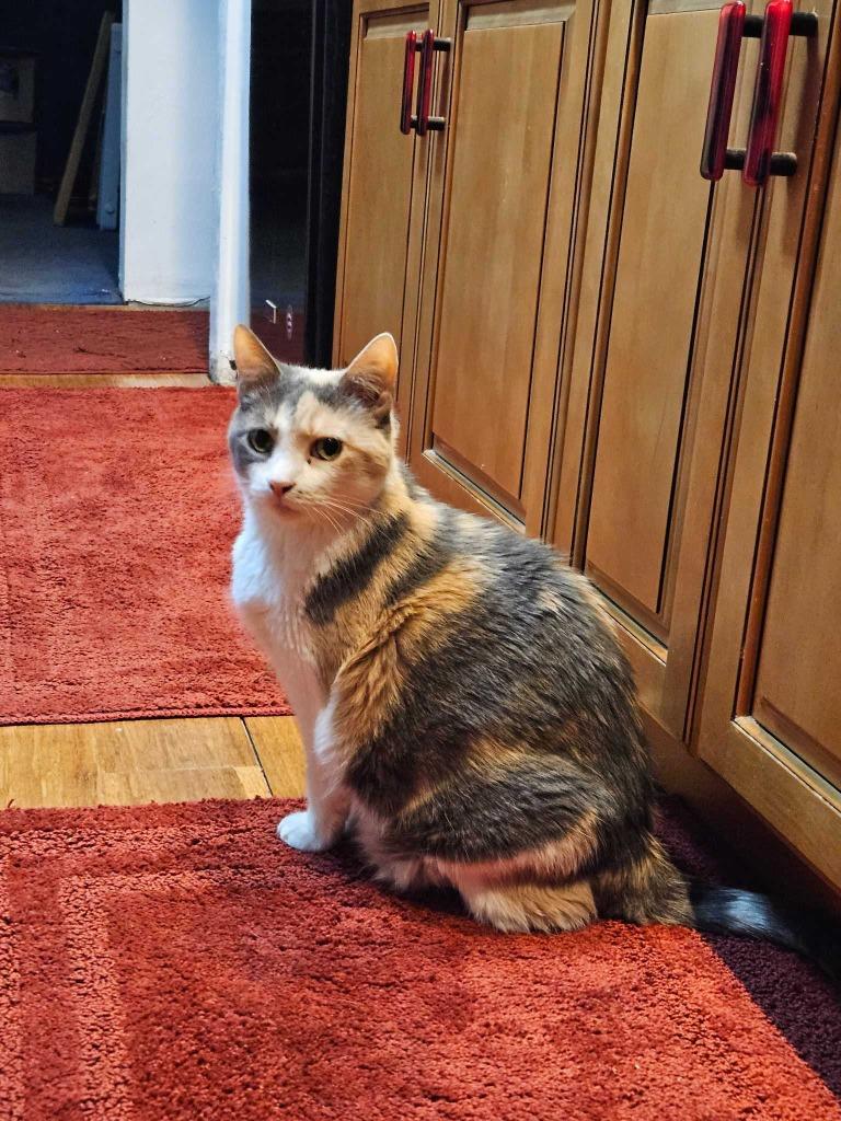 Enlarge Ferrari, a Adoptable mixed breed in New Kensington, PA image 4/6