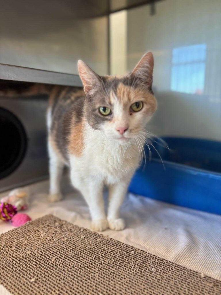 Enlarge Ferrari, a Adoptable mixed breed in New Kensington, PA image 4/6