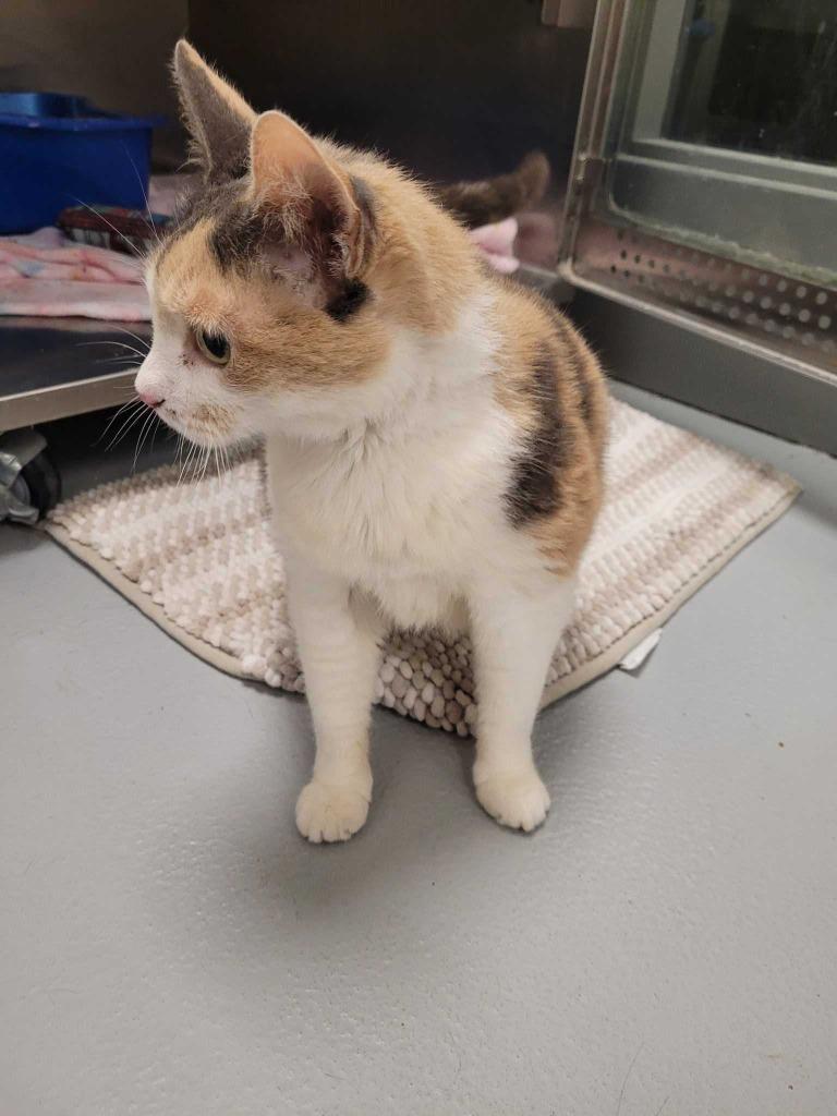 Enlarge Ferrari, a Adoptable mixed breed in New Kensington, PA image 6/6